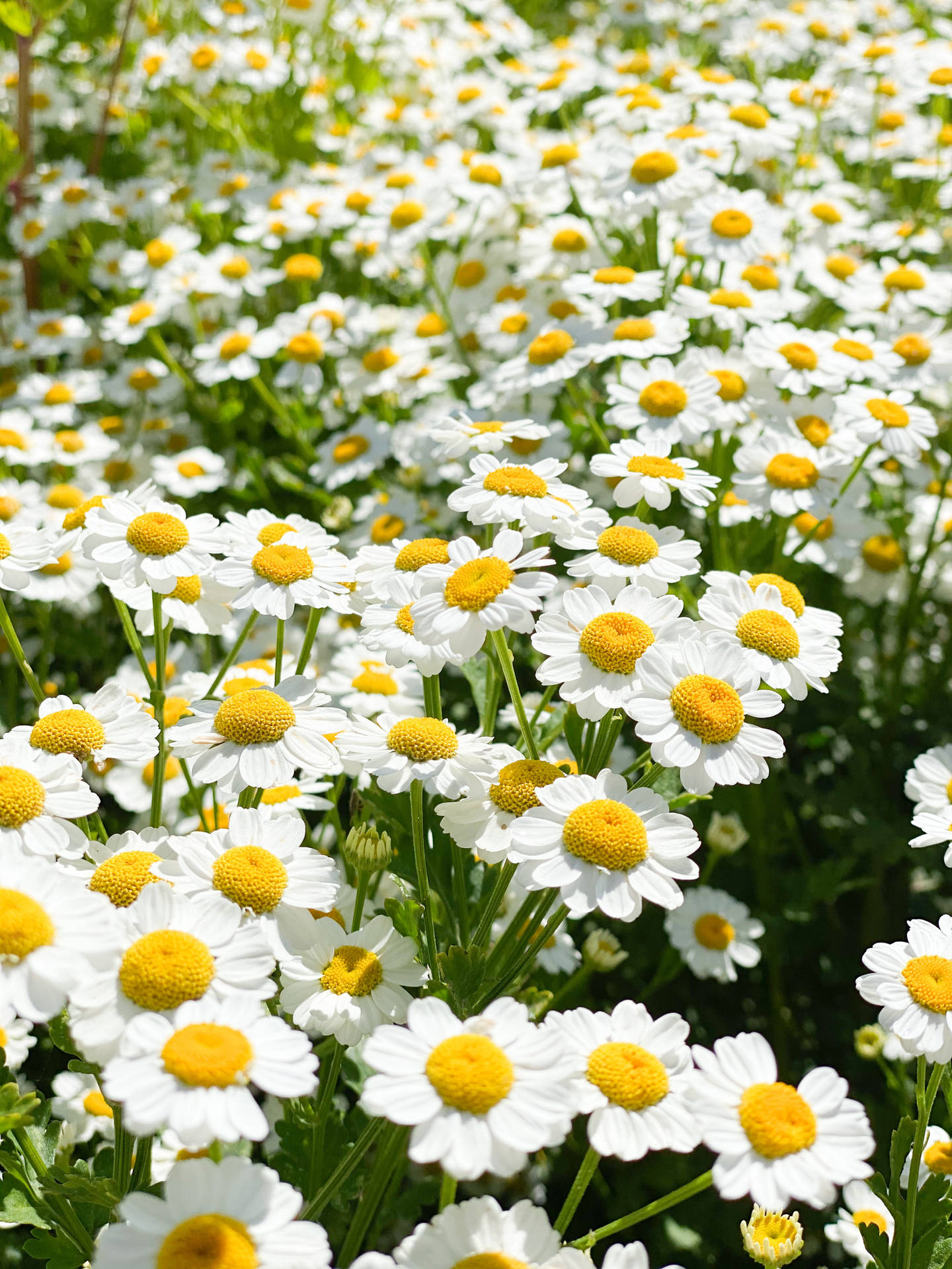 3024X4032 Daisy Wallpaper and Background