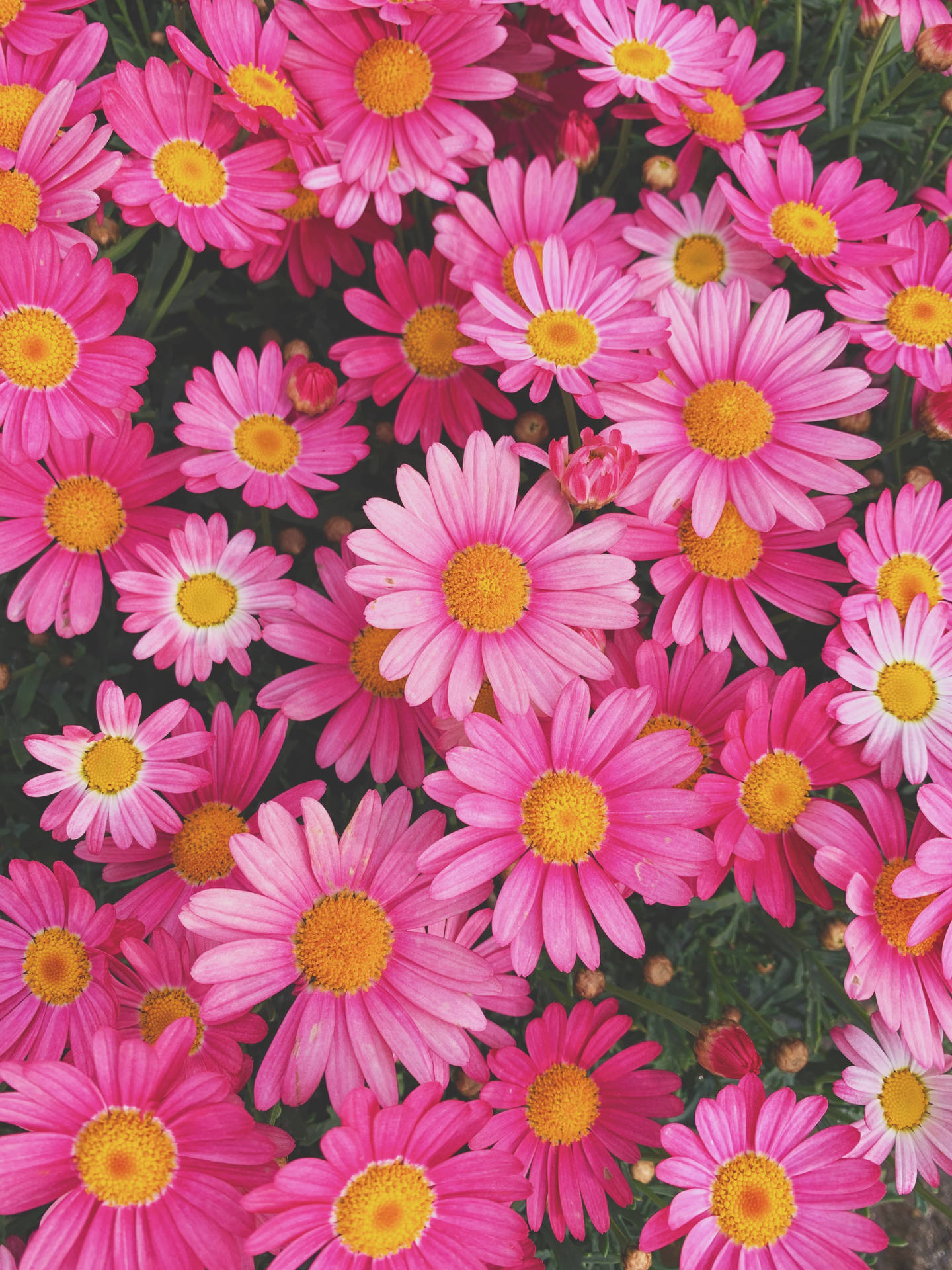 3024X4032 Daisy Wallpaper and Background