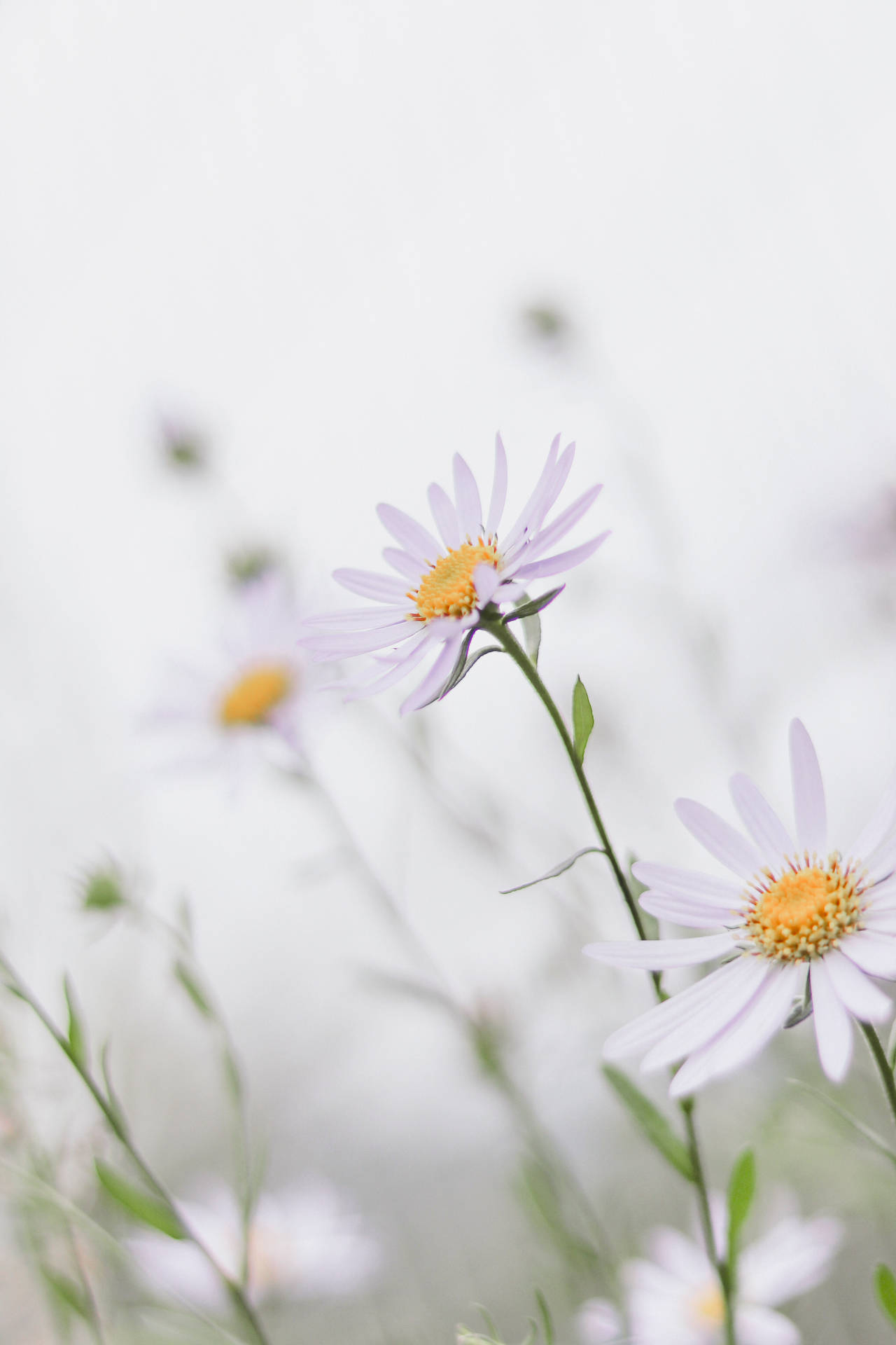 3062X4593 Daisy Wallpaper and Background