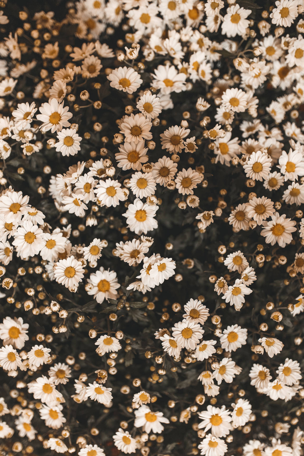 3351X5026 Daisy Wallpaper and Background