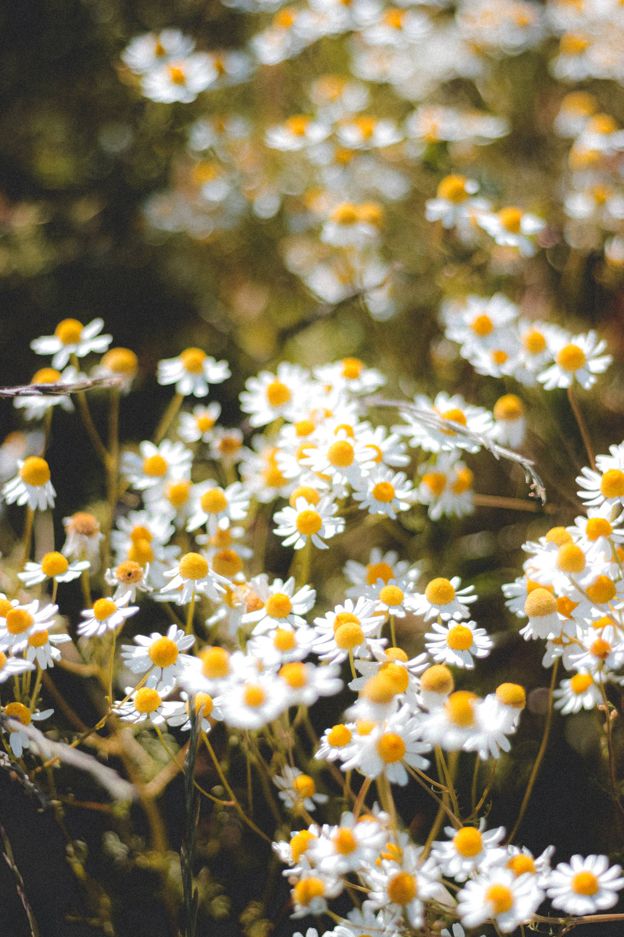3456X5184 Daisy Wallpaper and Background