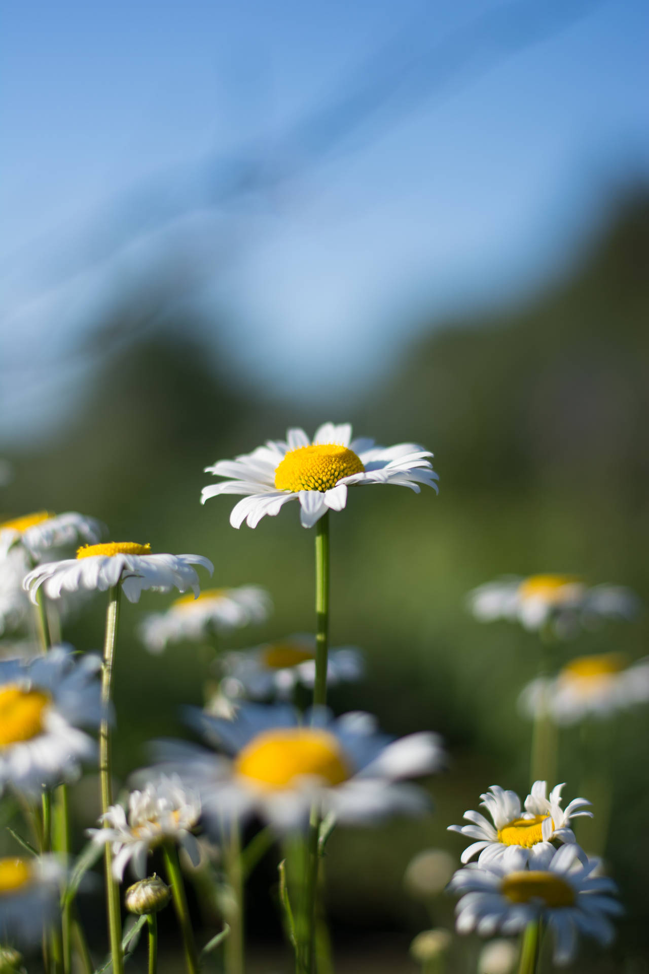 4000X6000 Daisy Wallpaper and Background