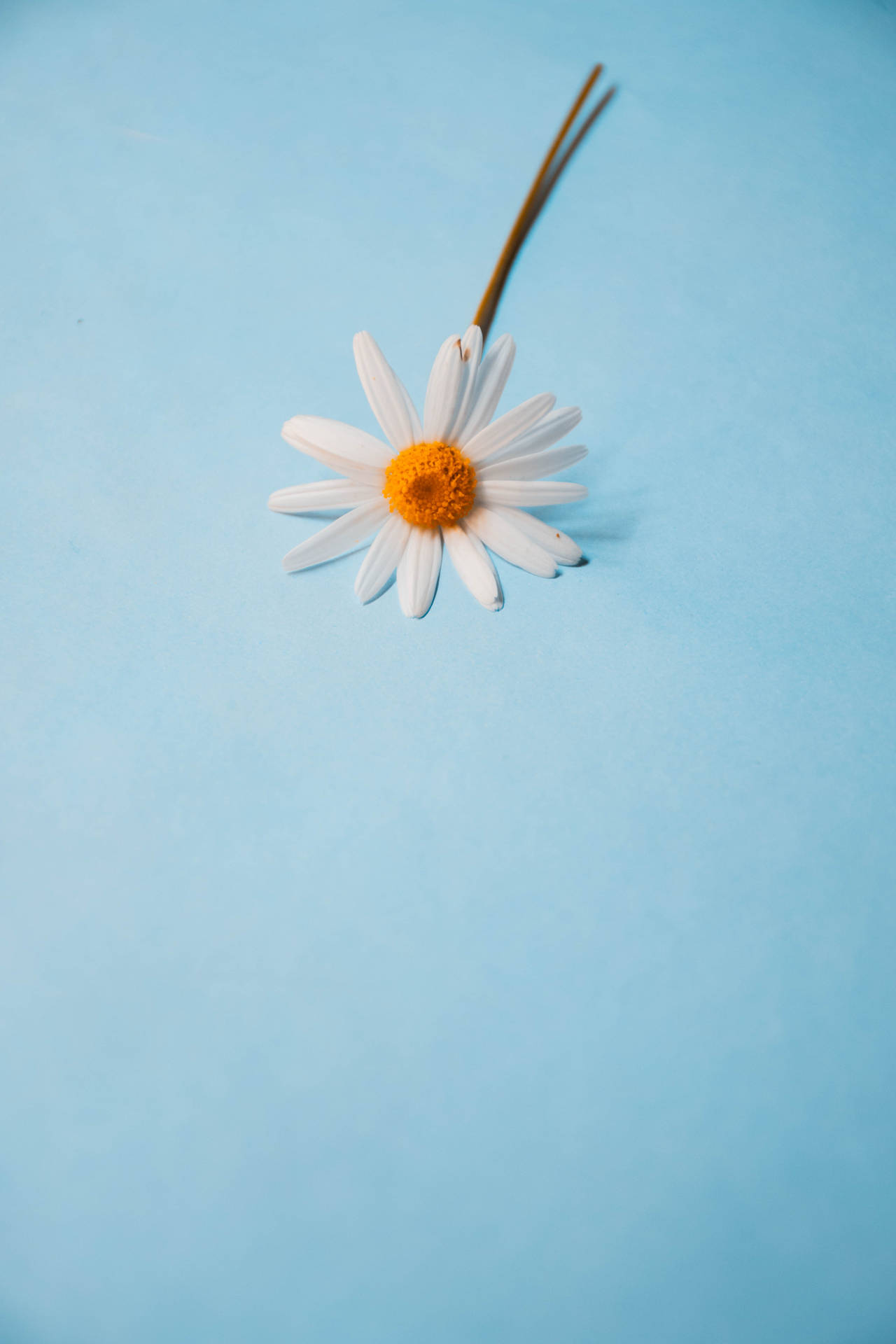 4000X6000 Daisy Wallpaper and Background