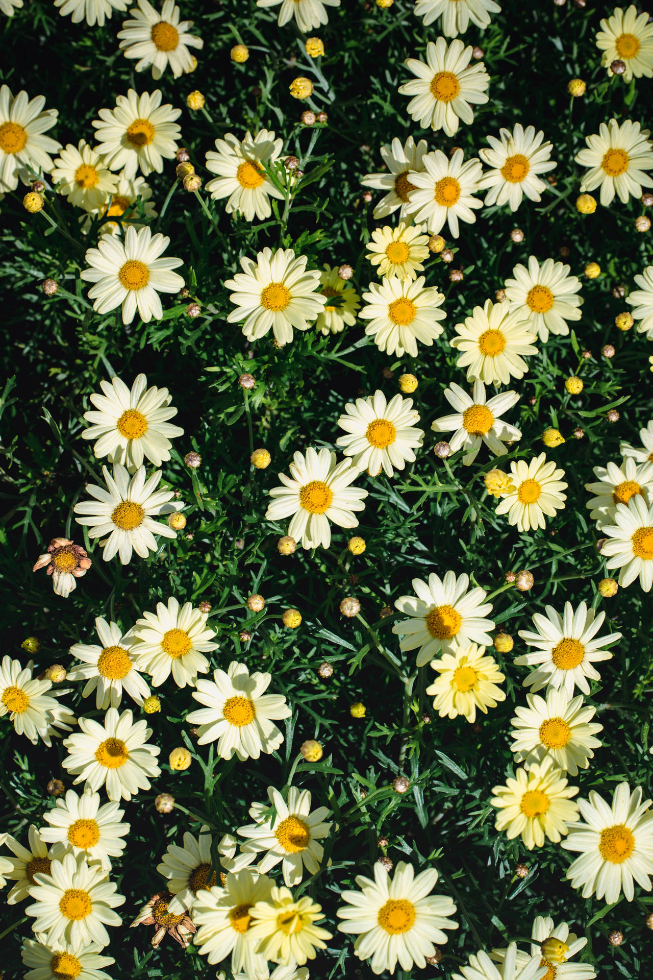 4480X6720 Daisy Wallpaper and Background