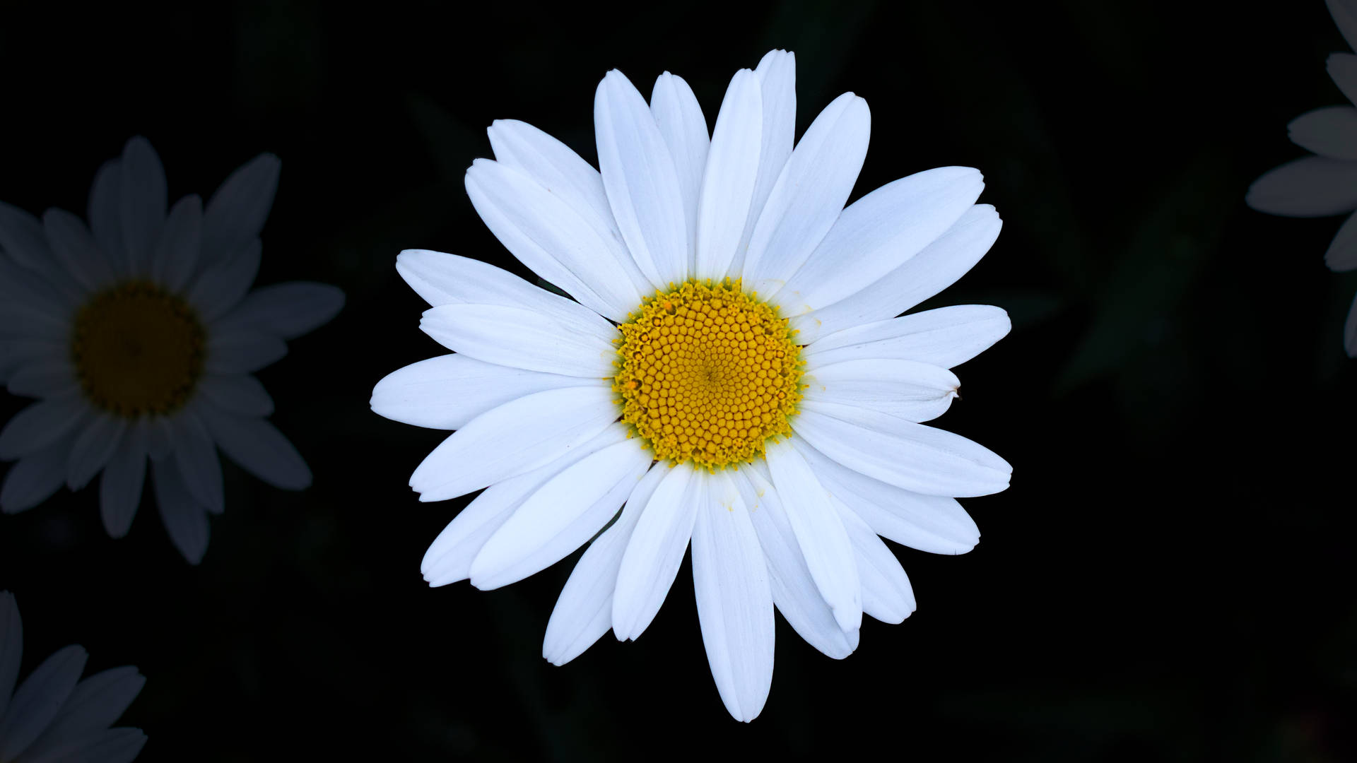 4608X2592 Daisy Wallpaper and Background