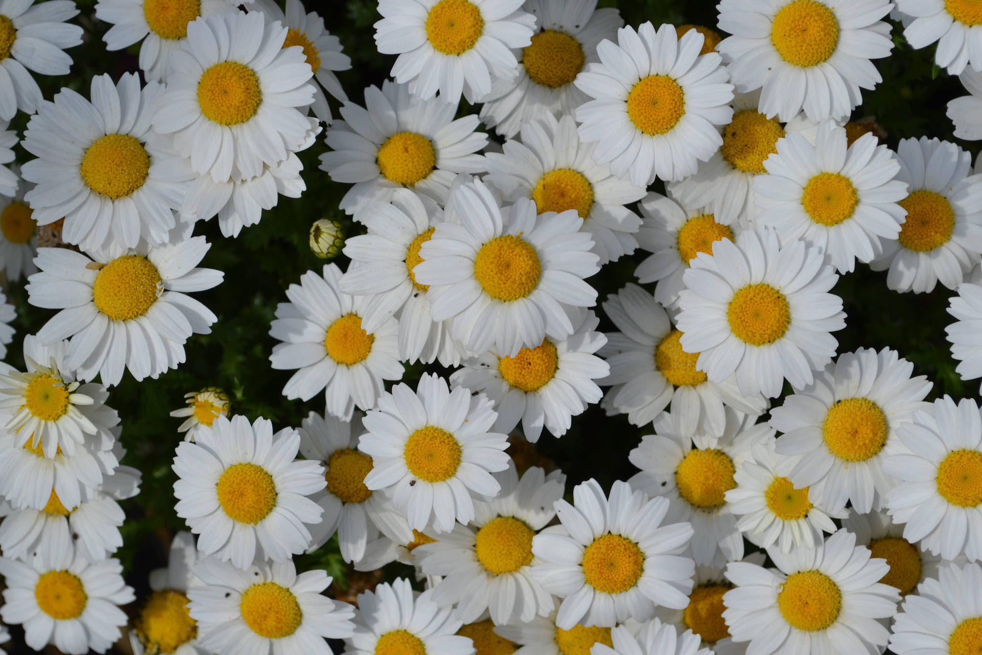 4608X3072 Daisy Wallpaper and Background