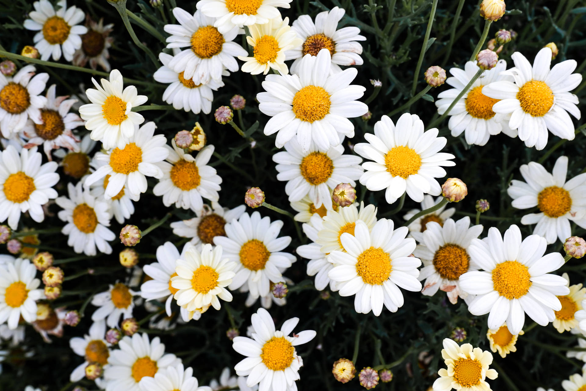 5641X3761 Daisy Wallpaper and Background