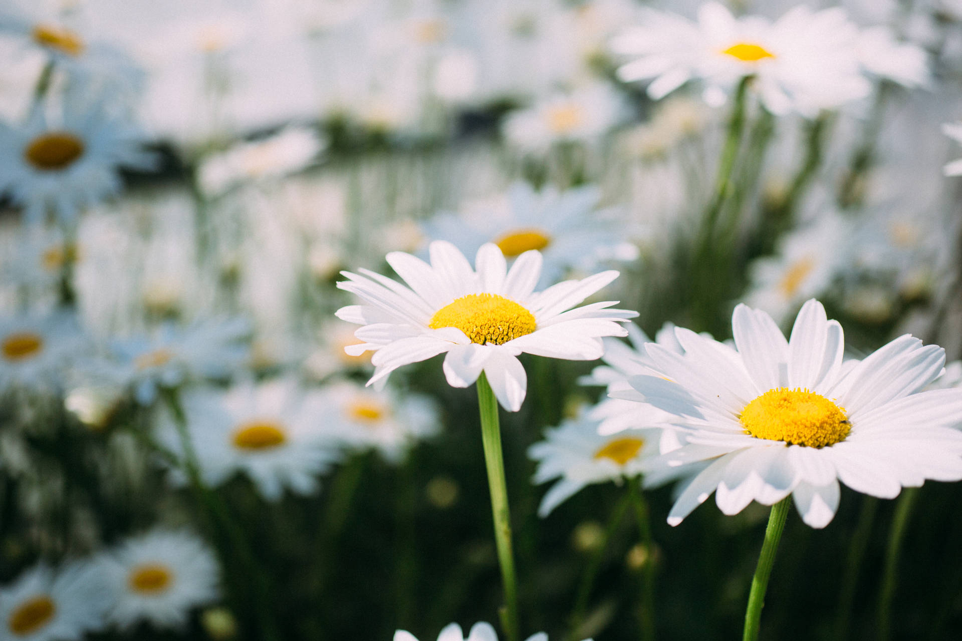5760X3840 Daisy Wallpaper and Background