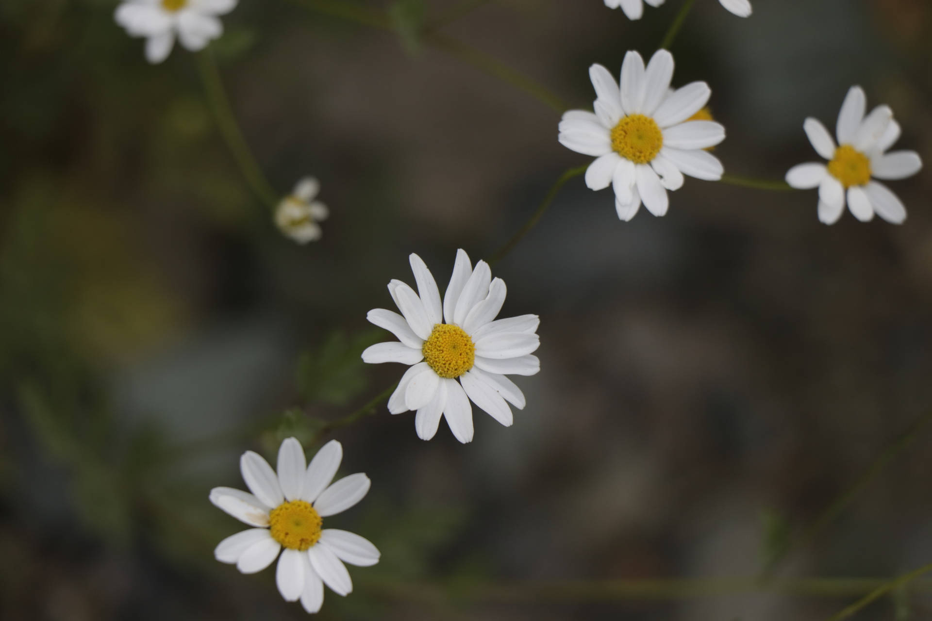 6000X4000 Daisy Wallpaper and Background