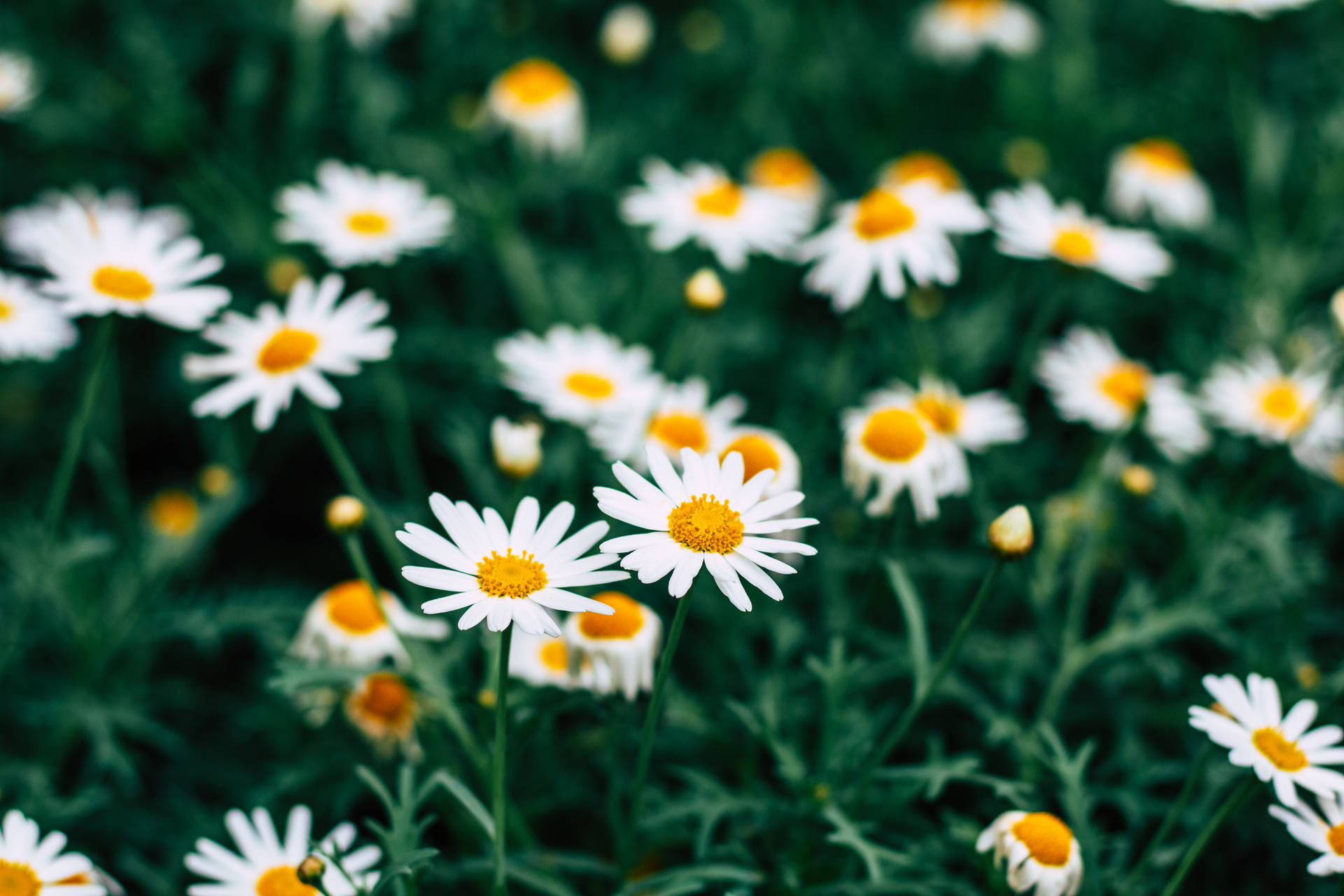 6000X4000 Daisy Wallpaper and Background