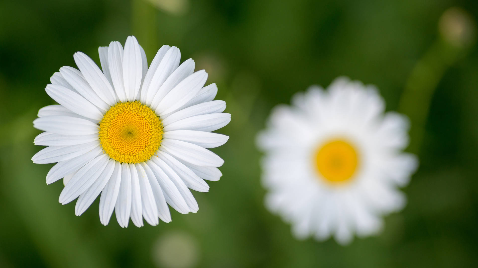 6016X3384 Daisy Wallpaper and Background
