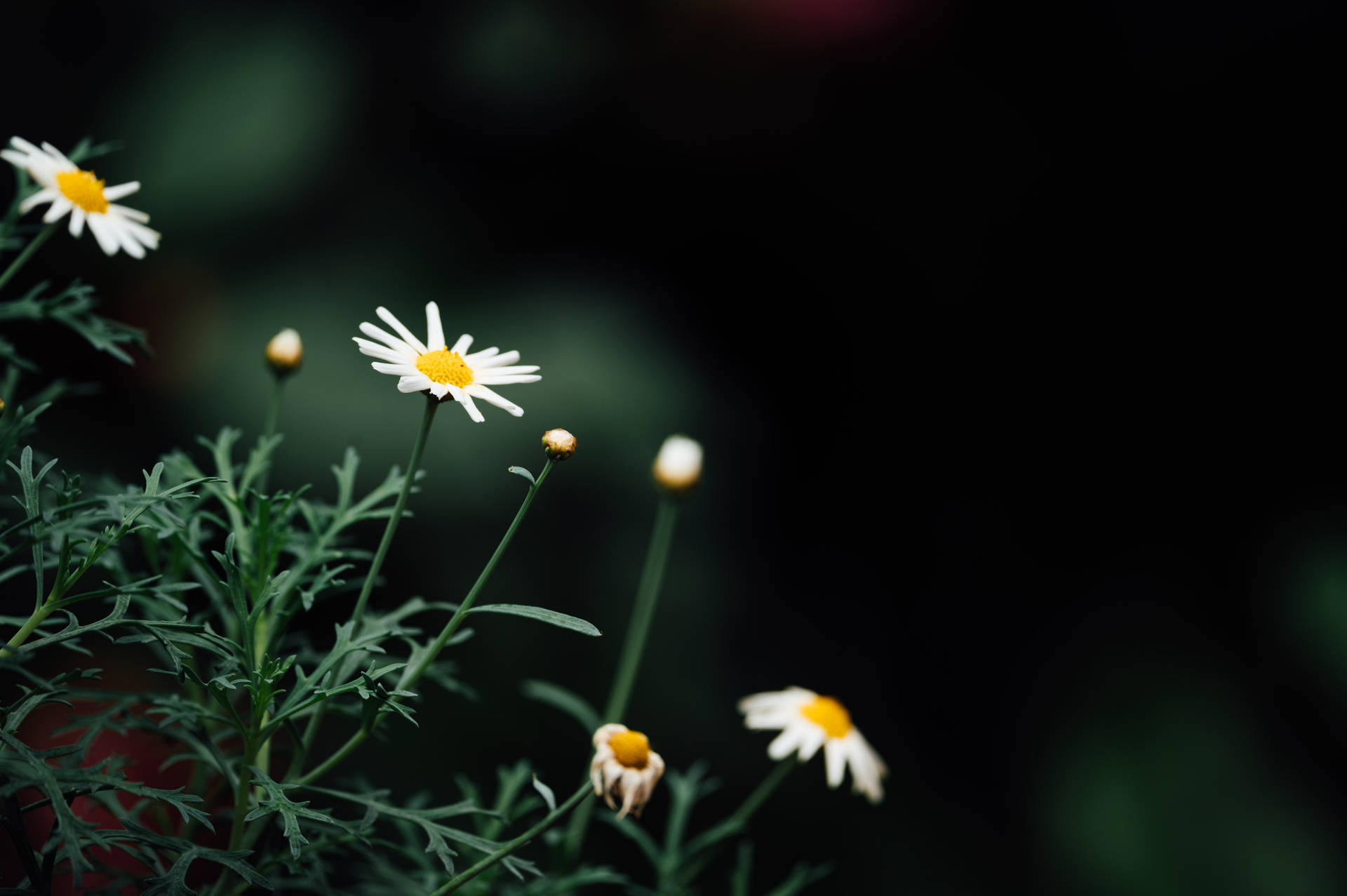 6048X4024 Daisy Wallpaper and Background