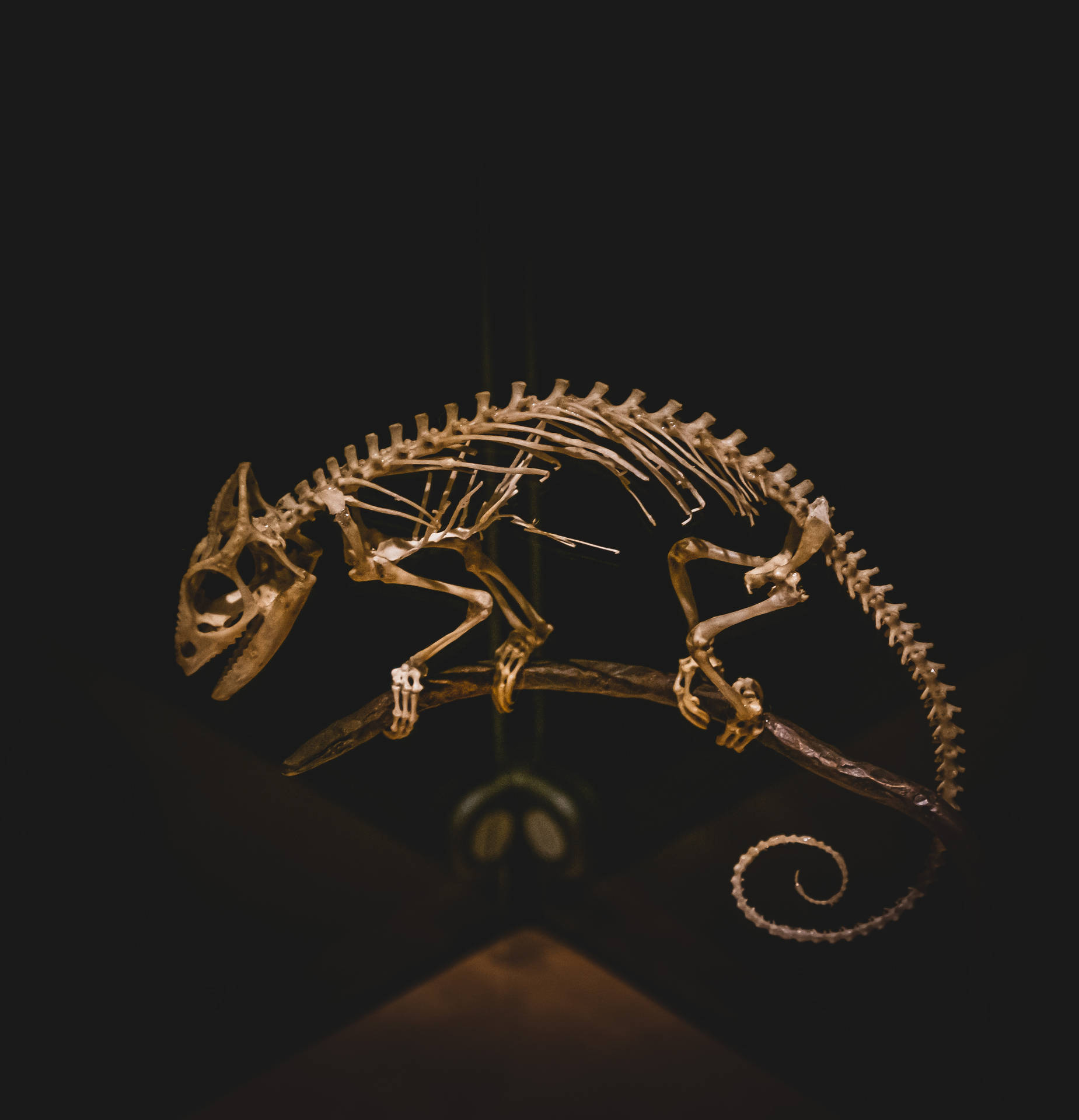 3663X3804 Dinosaur Wallpaper and Background