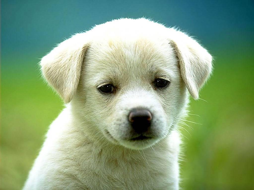 1024X768 Dog Wallpaper and Background