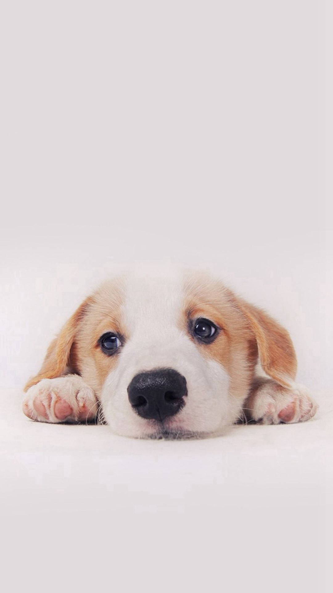 1080X1920 Dog Wallpaper and Background