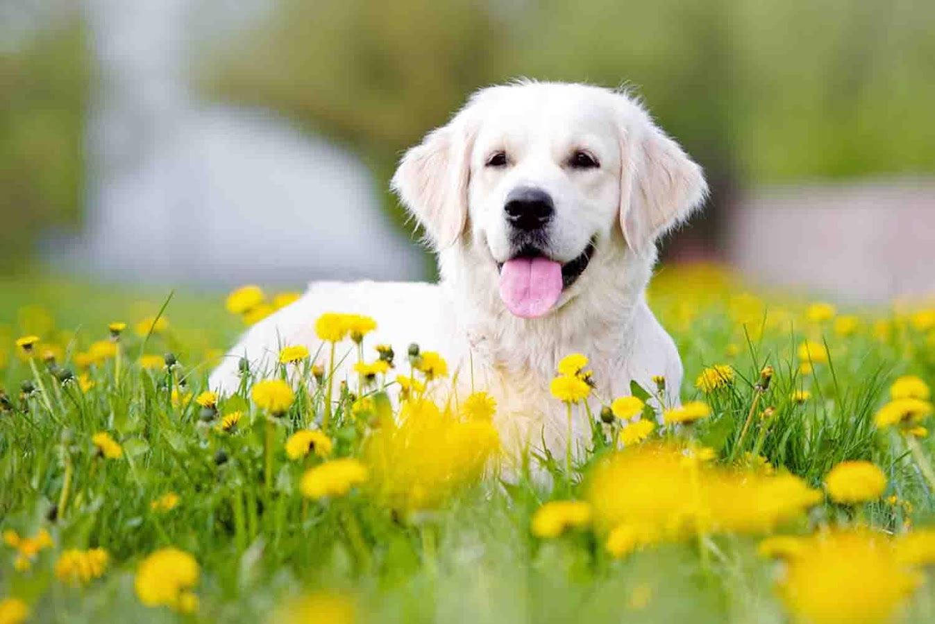 1347X900 Dog Wallpaper and Background