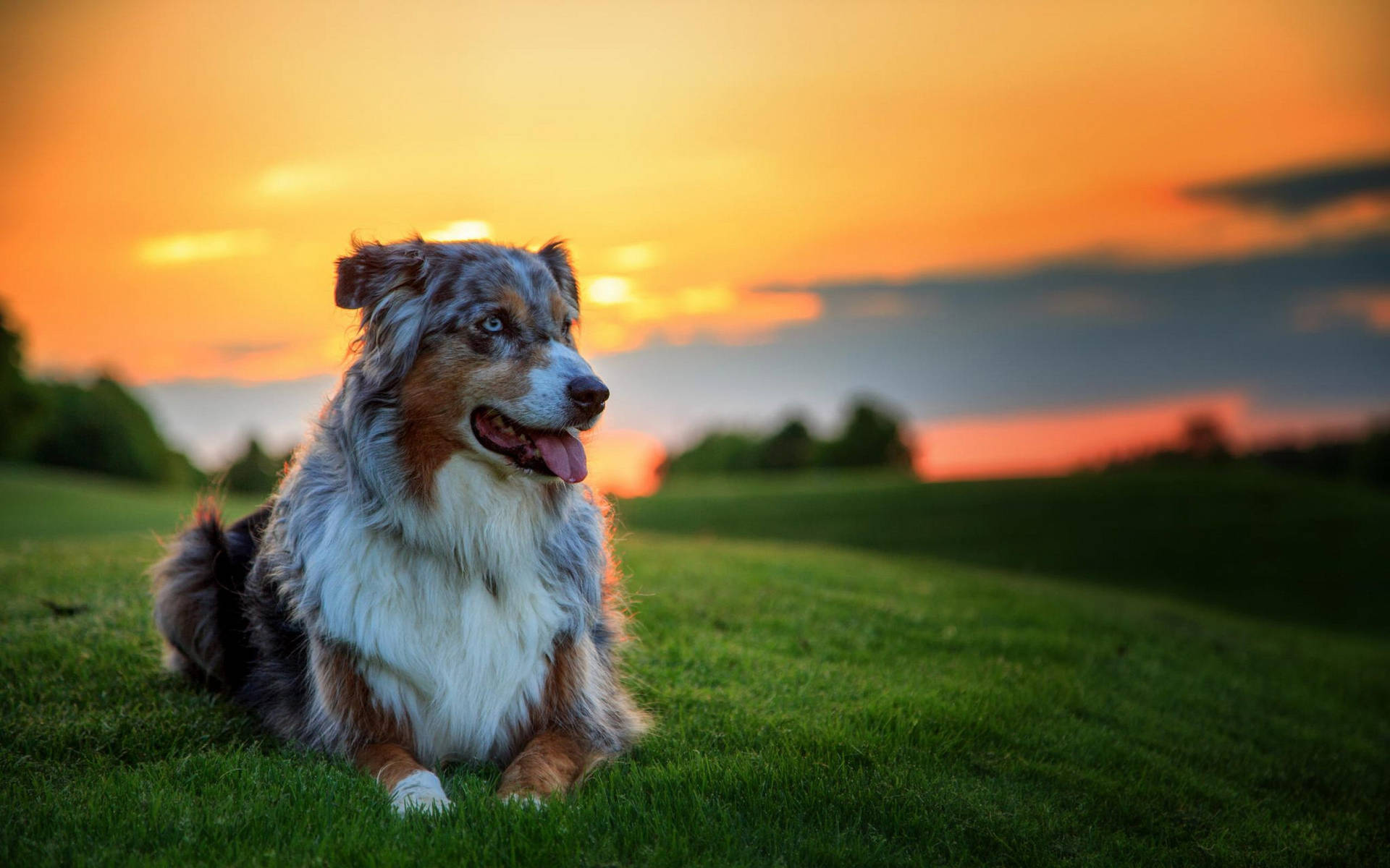 2560X1600 Dog Wallpaper and Background