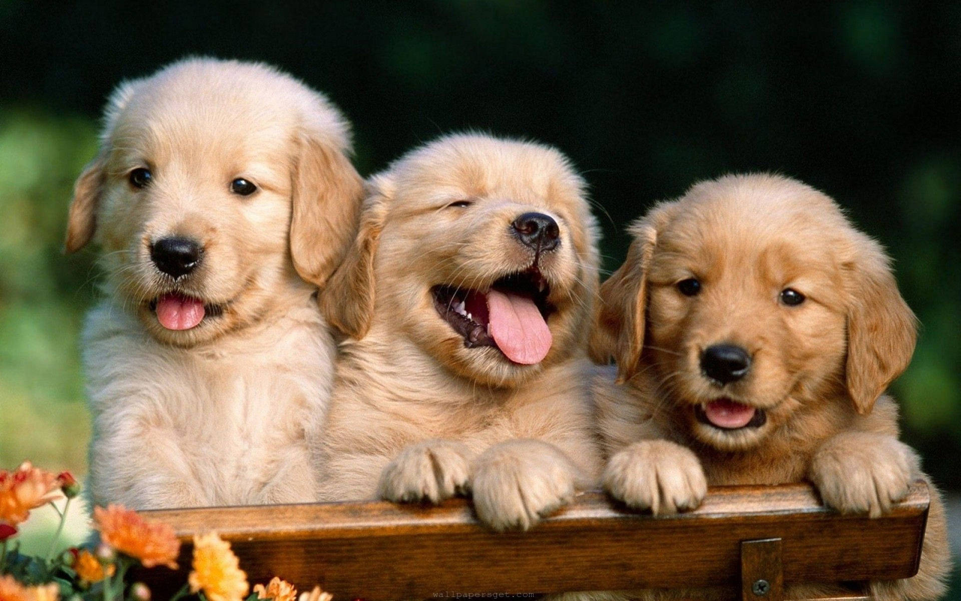 2880X1800 Dog Wallpaper and Background