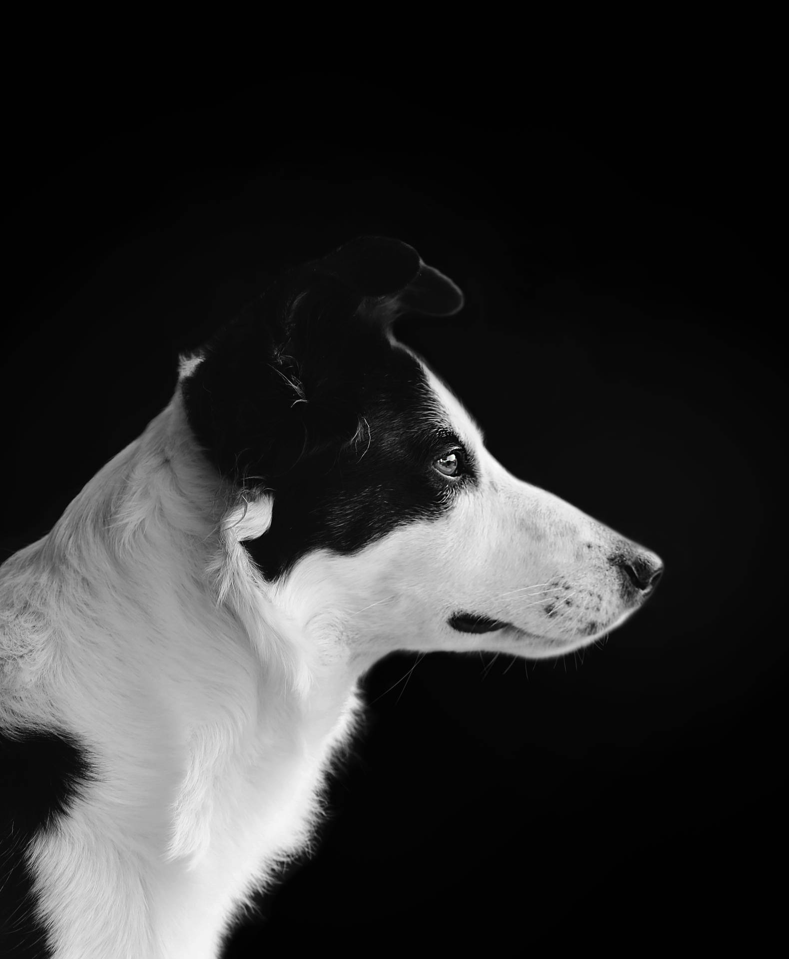 3172X3857 Dog Wallpaper and Background