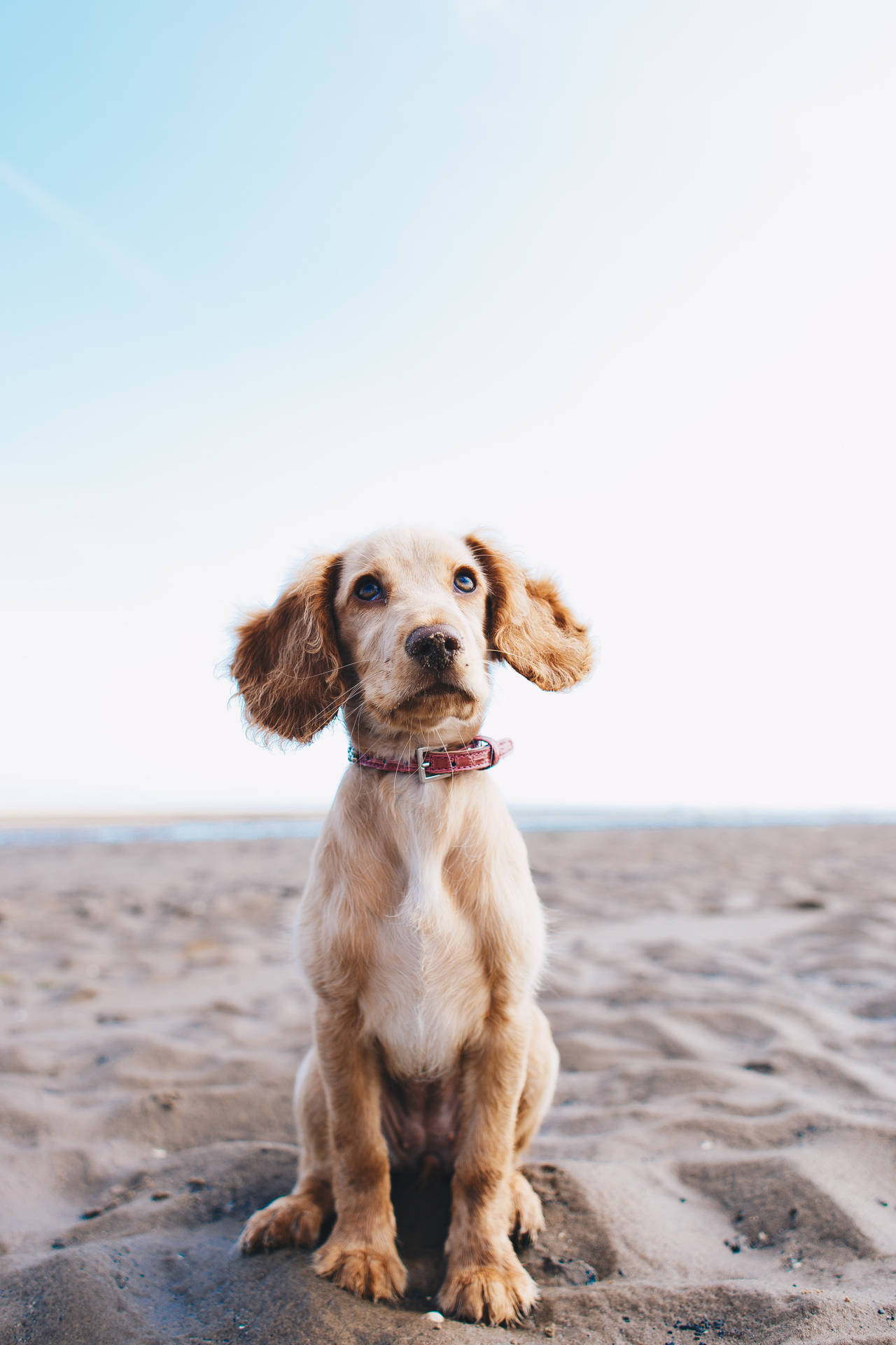 3226X4839 Dog Wallpaper and Background