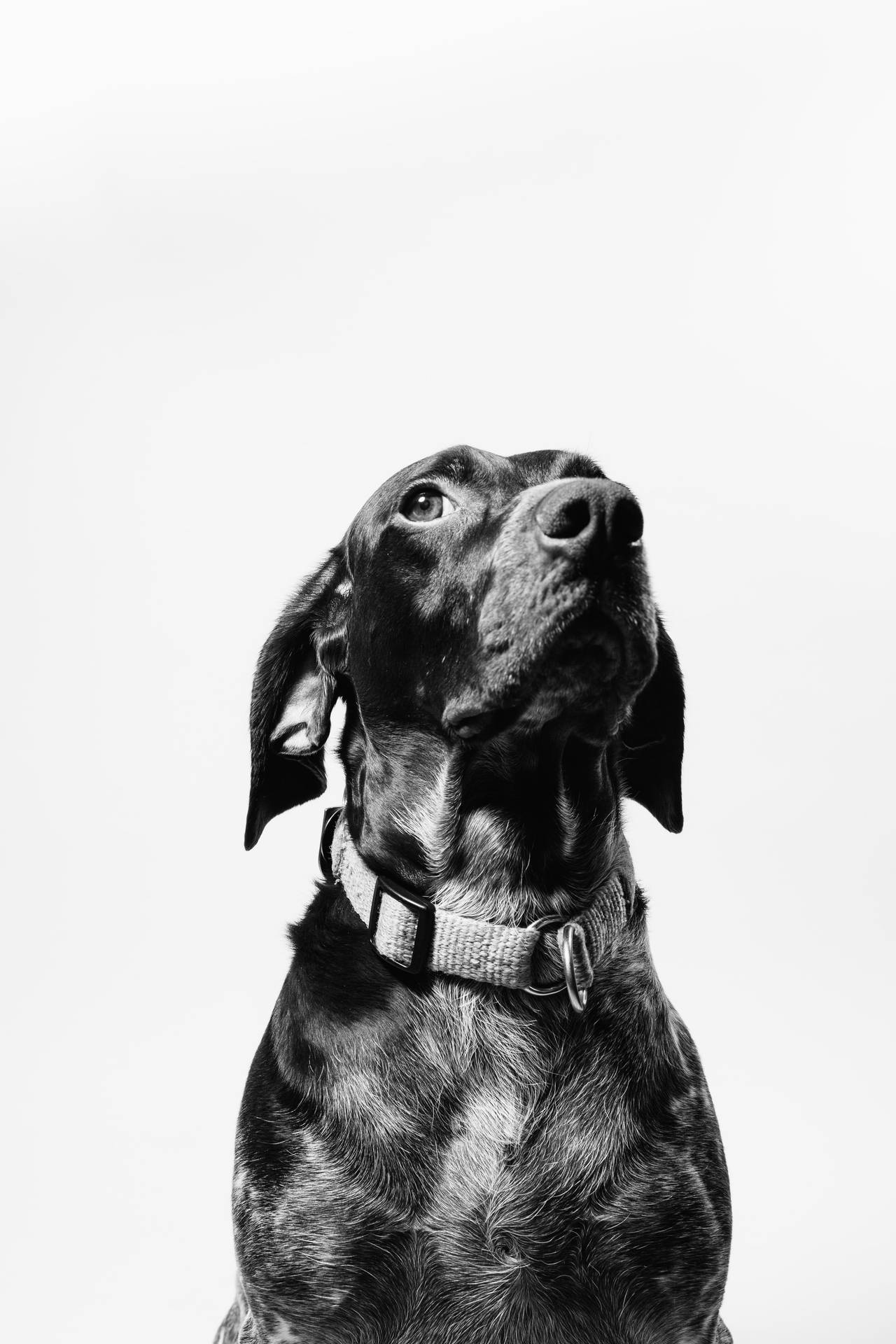 3509X5263 Dog Wallpaper and Background