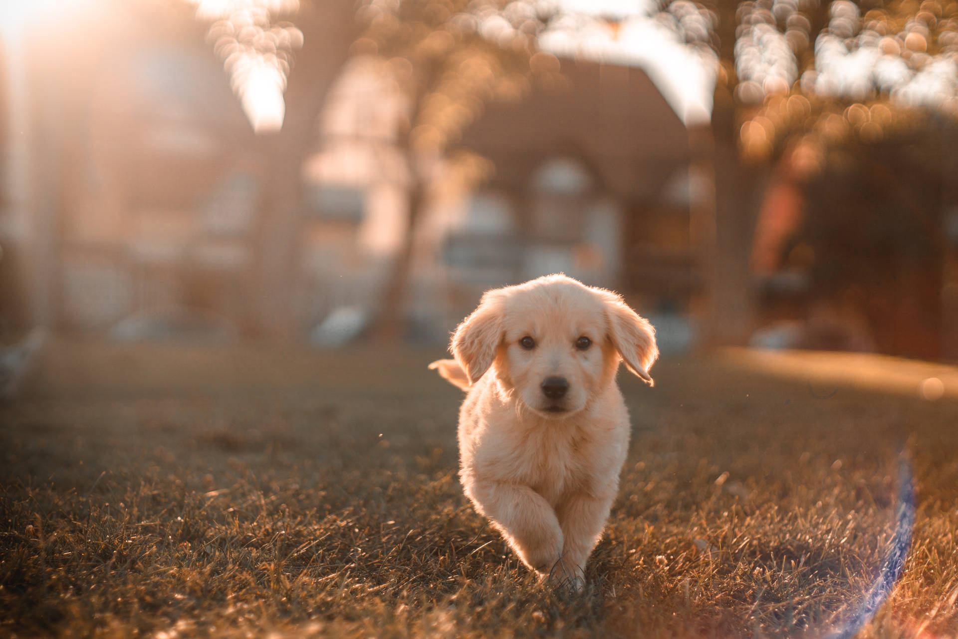 6000X4000 Dog Wallpaper and Background