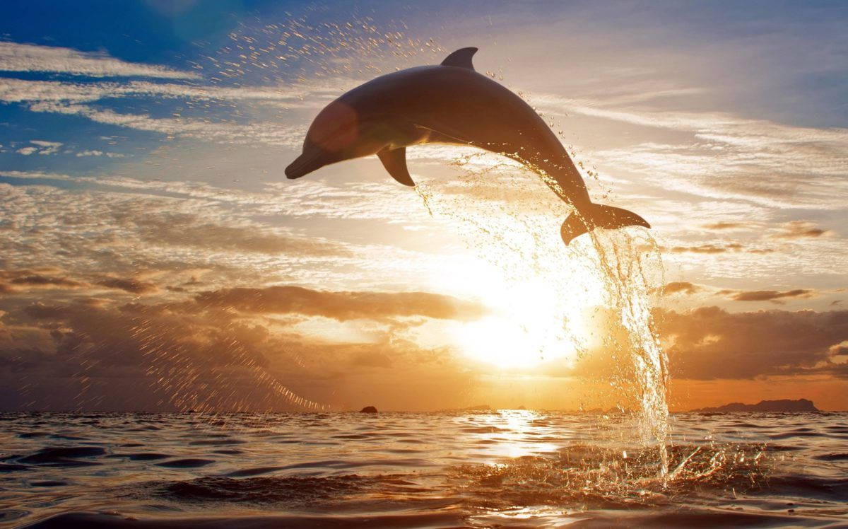 1200X748 Dolphin Wallpaper and Background