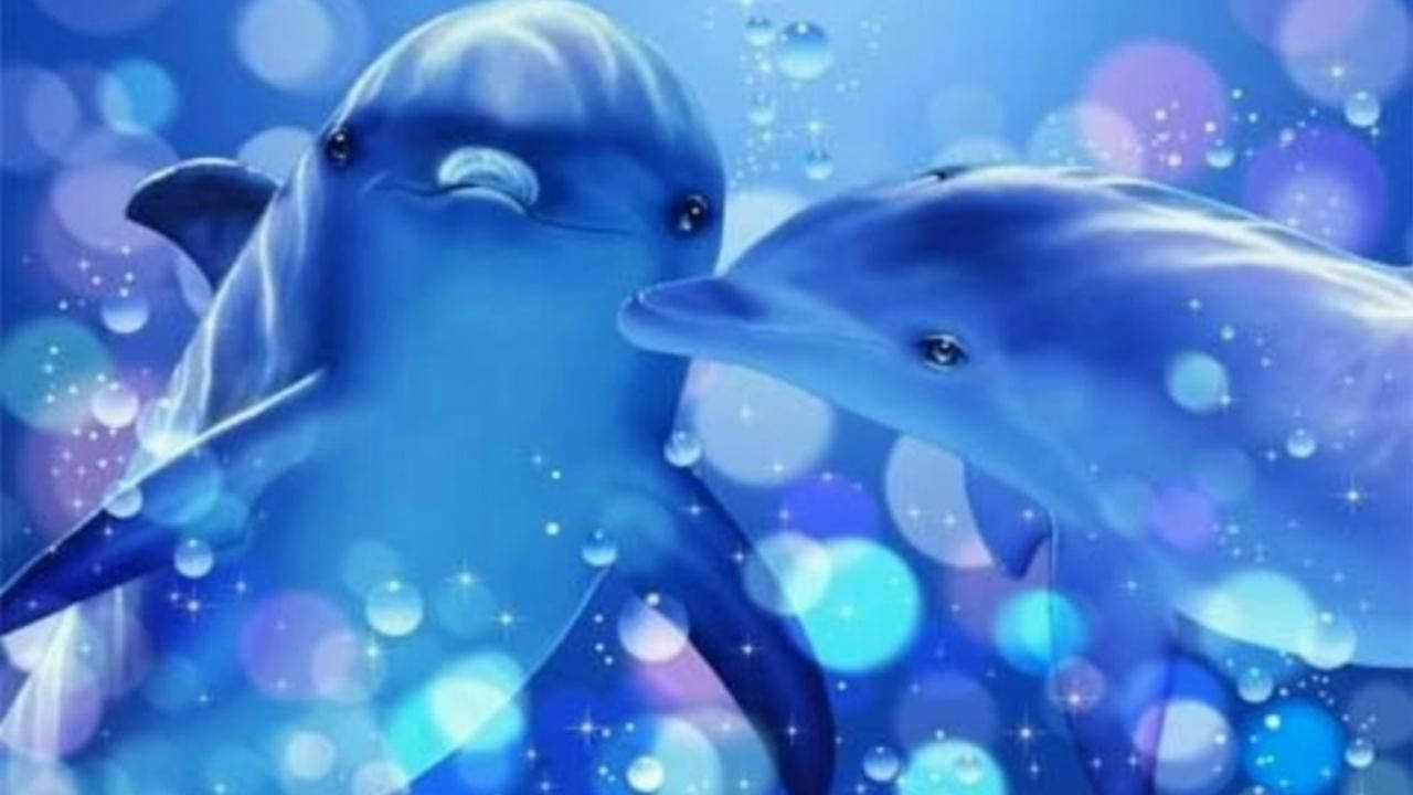 1280X720 Dolphin Wallpaper and Background