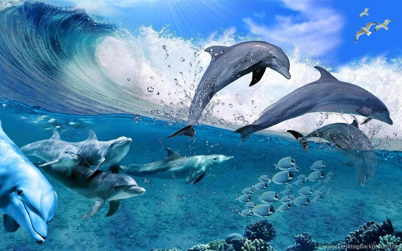 1280X800 Dolphin Wallpaper and Background