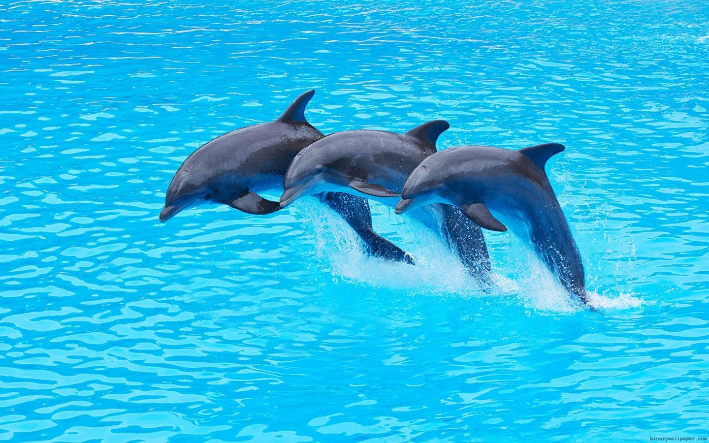 1440X900 Dolphin Wallpaper and Background