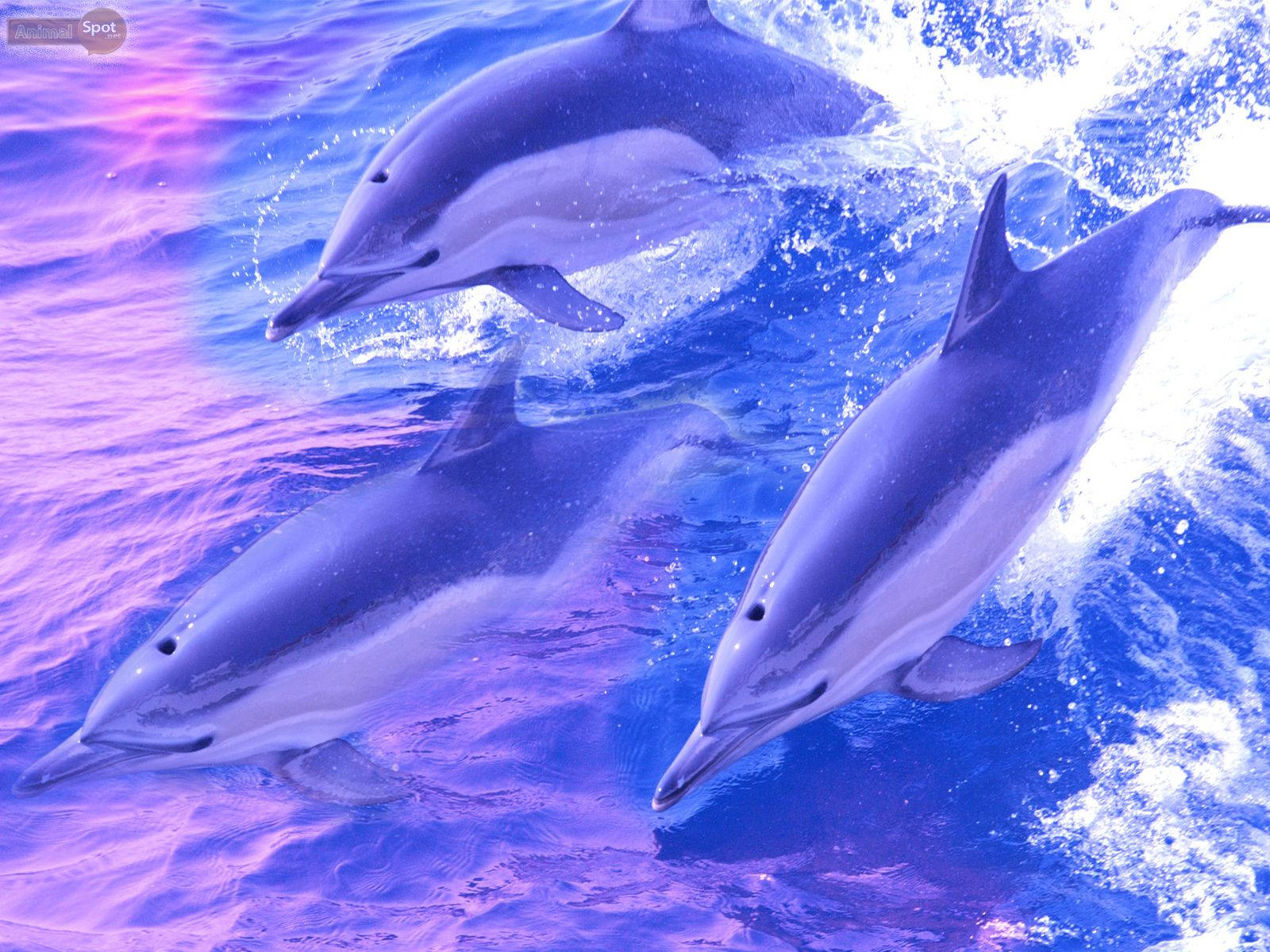 1600X1200 Dolphin Wallpaper and Background