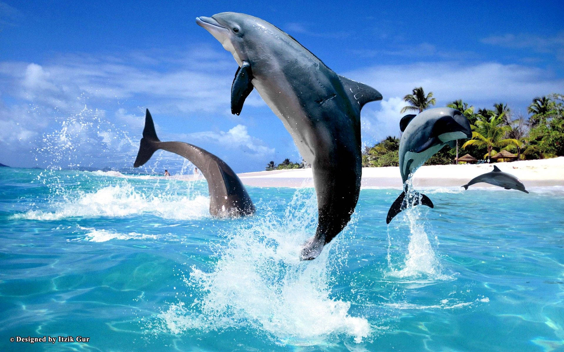 1920X1200 Dolphin Wallpaper and Background