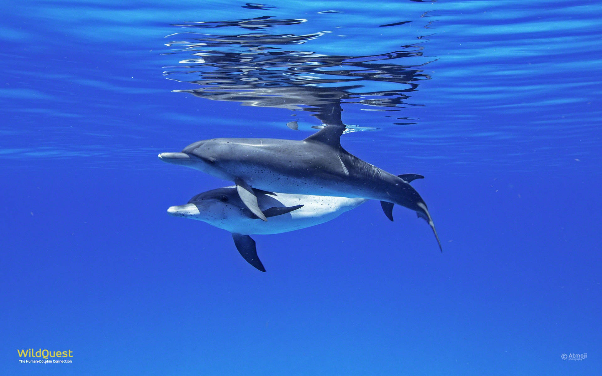 2880X1800 Dolphin Wallpaper and Background