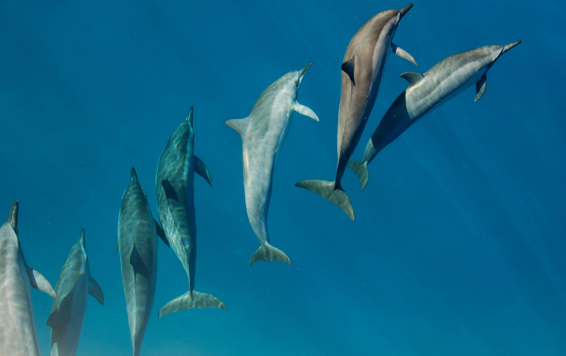 3008X1894 Dolphin Wallpaper and Background