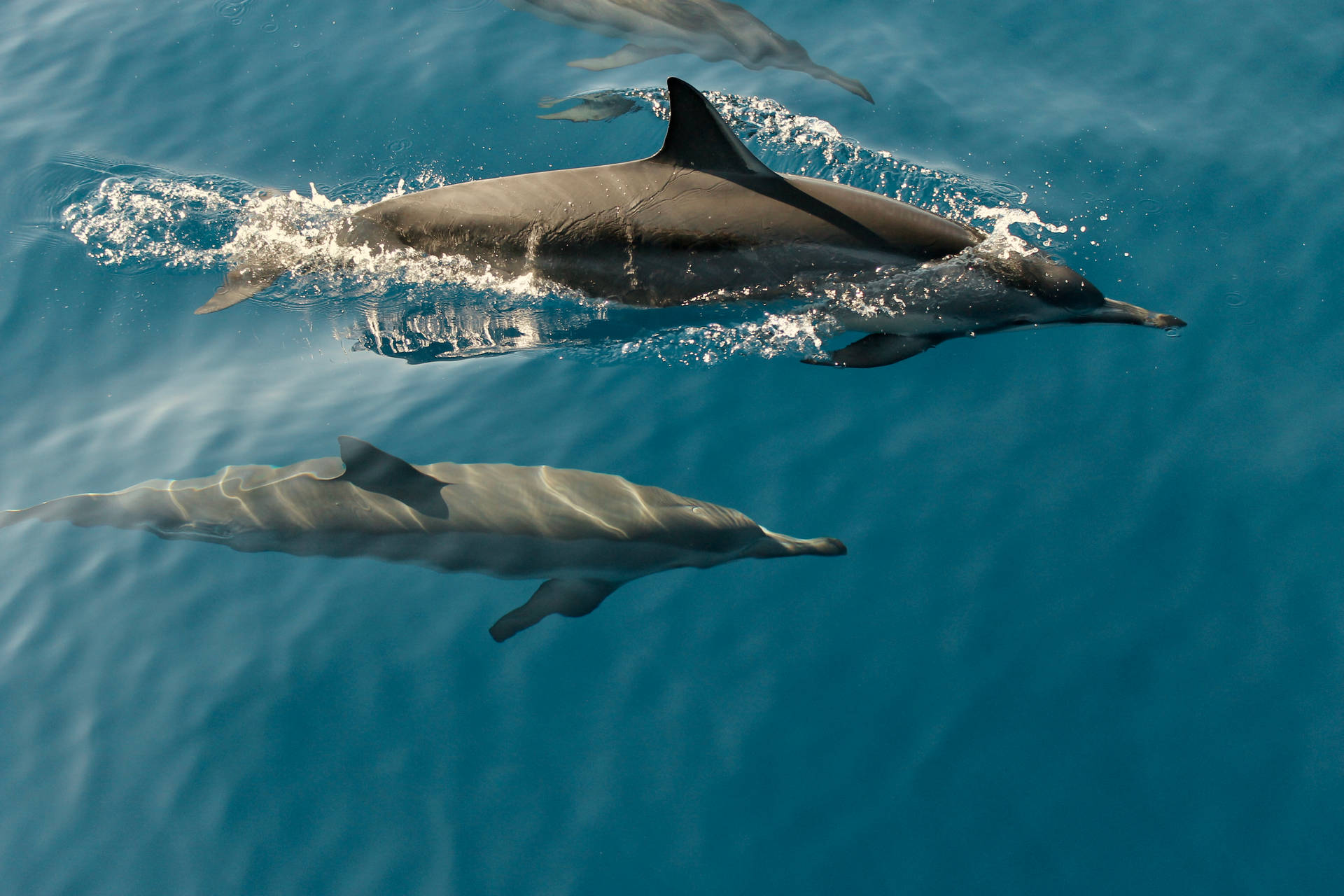 4272X2848 Dolphin Wallpaper and Background