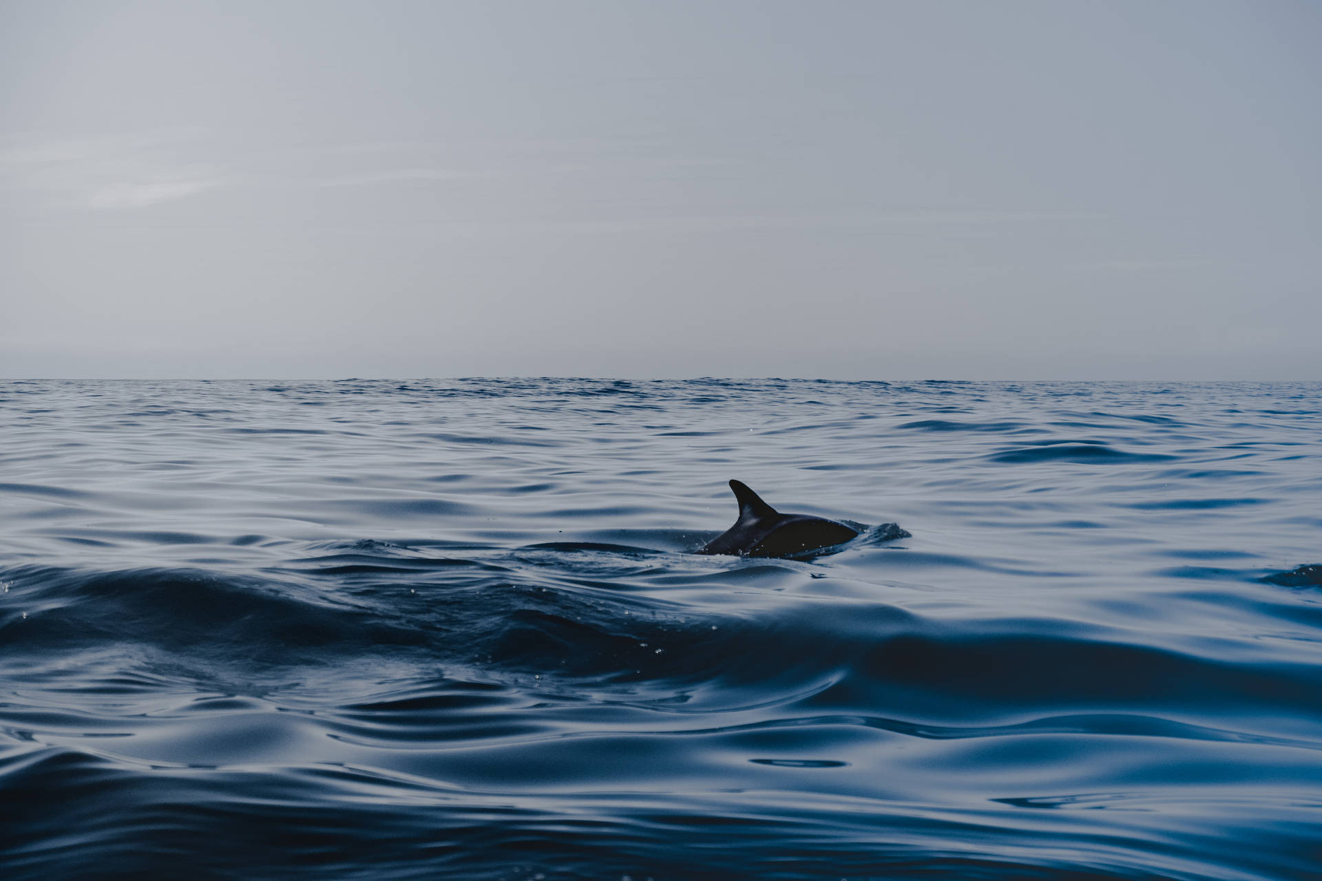 4709X3139 Dolphin Wallpaper and Background
