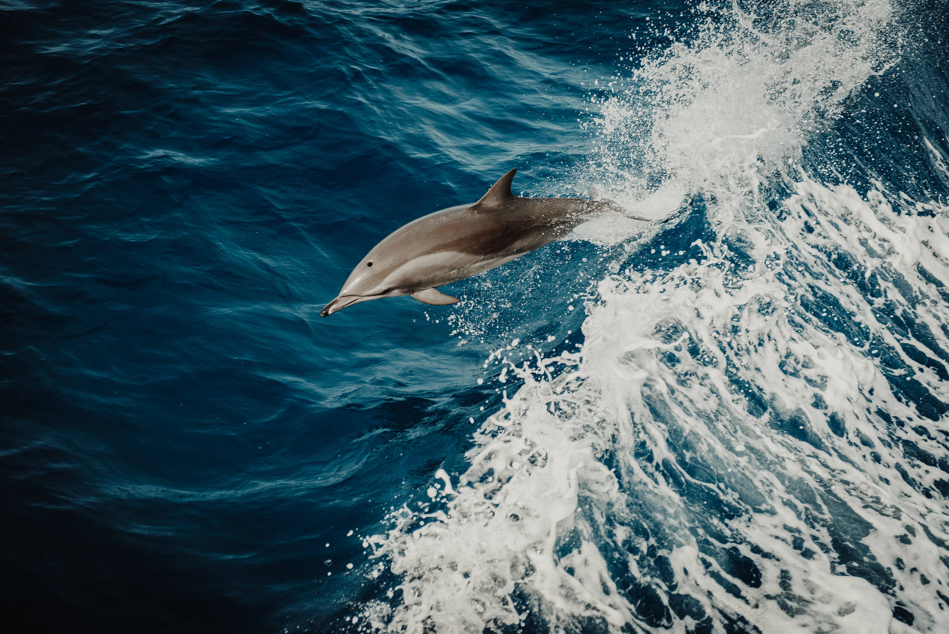 6016X4016 Dolphin Wallpaper and Background