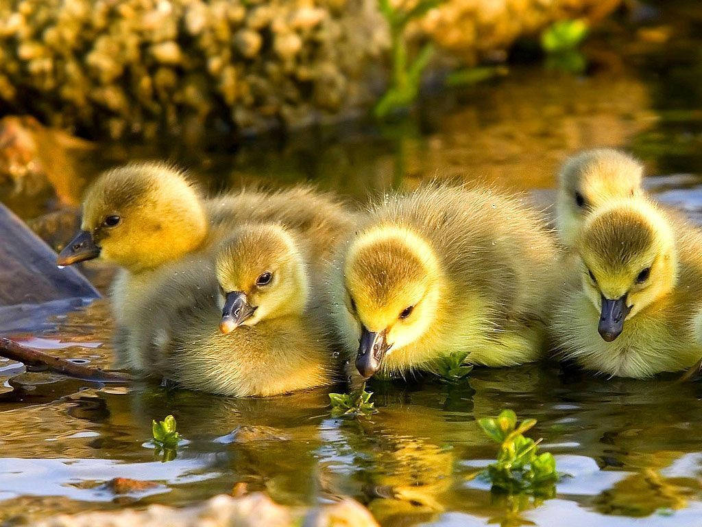1024X768 Duck Wallpaper and Background