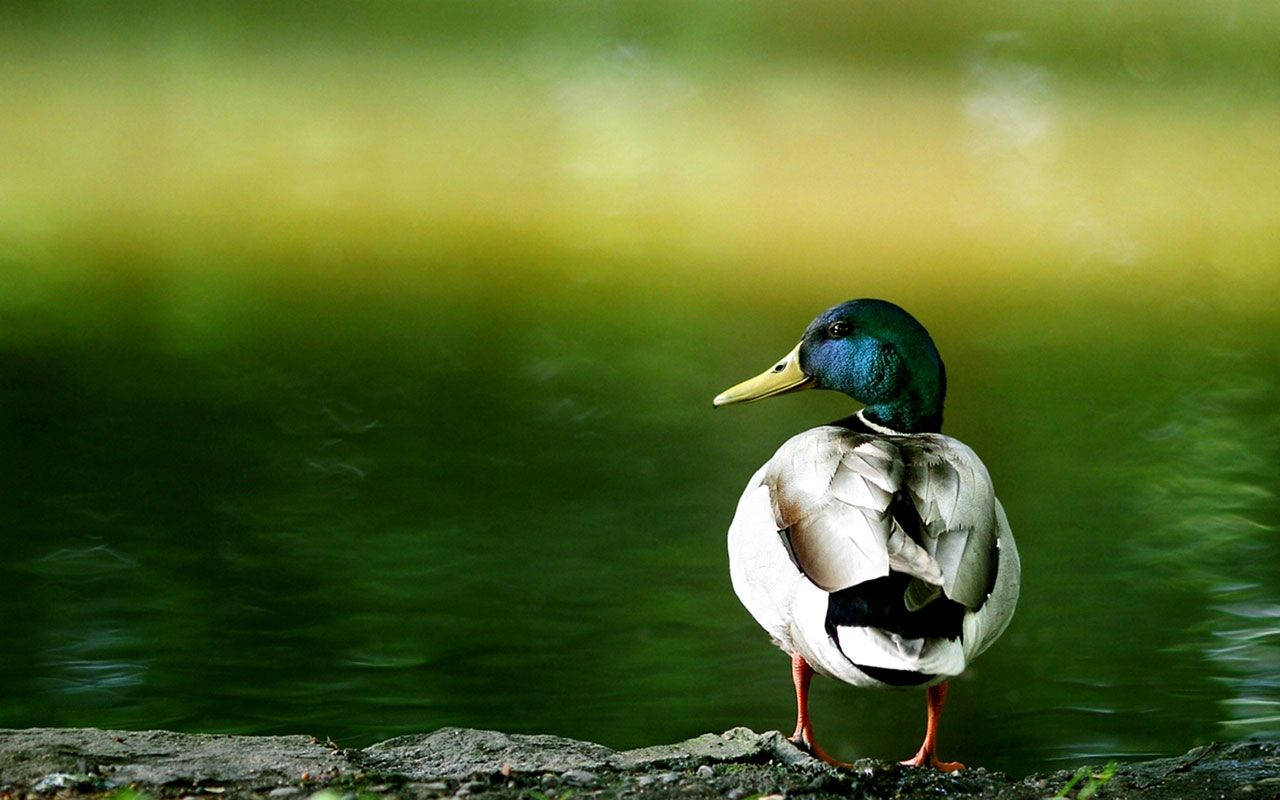 1280X800 Duck Wallpaper and Background