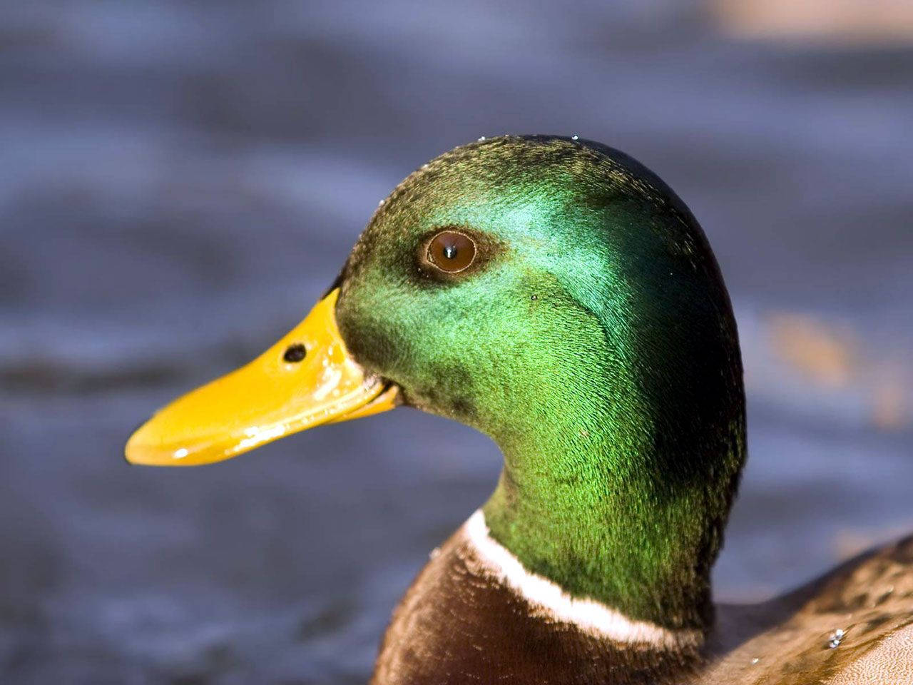 1280X960 Duck Wallpaper and Background