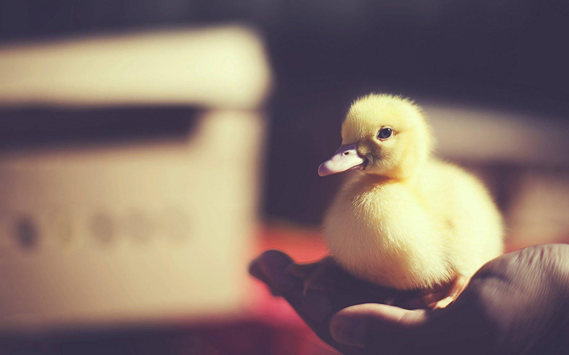 1920X1200 Duck Wallpaper and Background