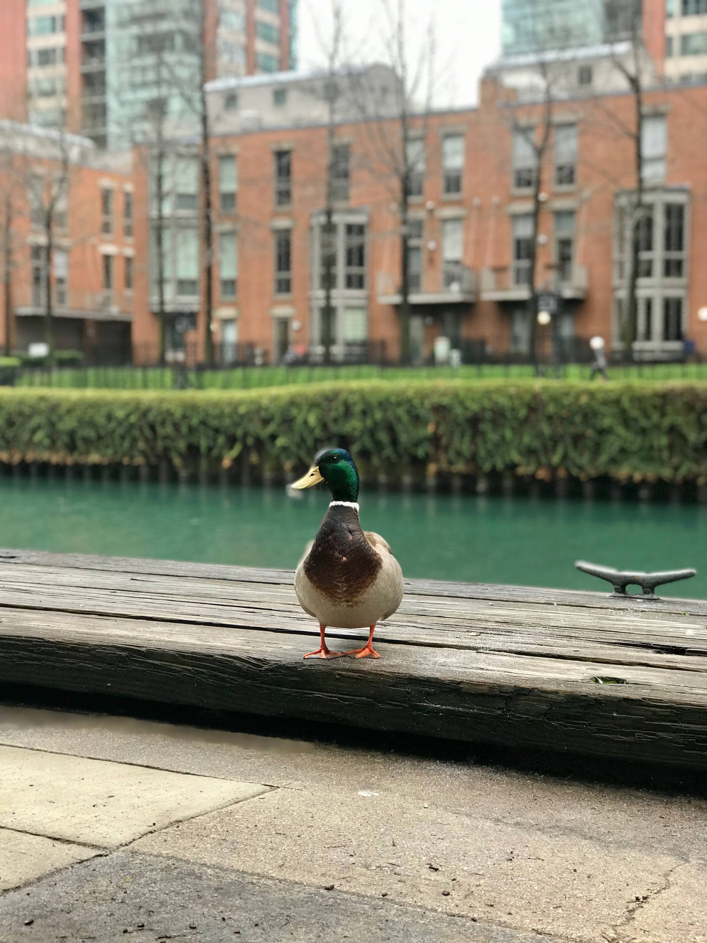 3024X4032 Duck Wallpaper and Background