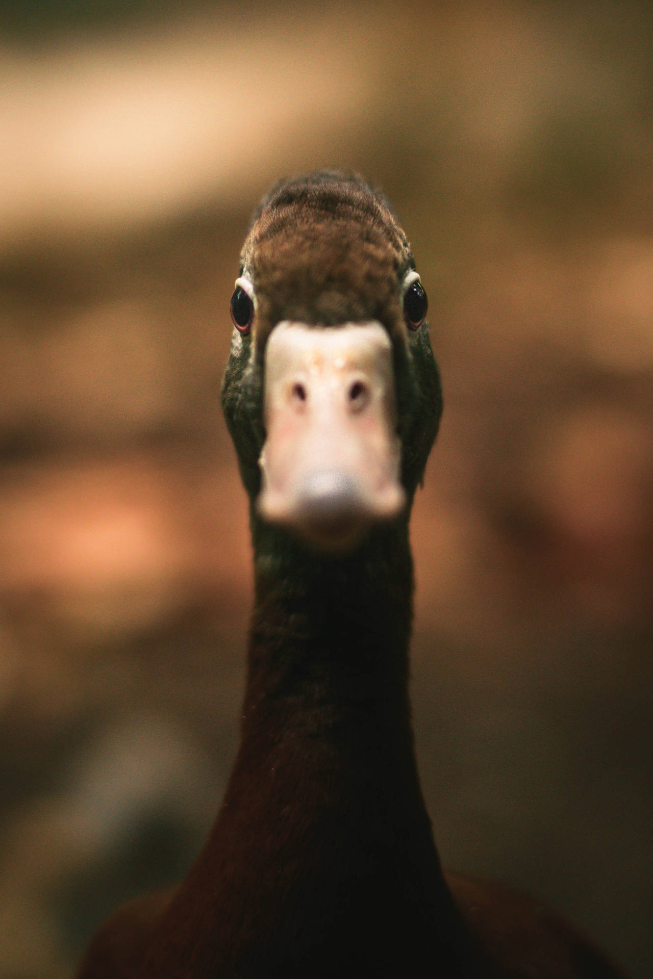 3186X4779 Duck Wallpaper and Background