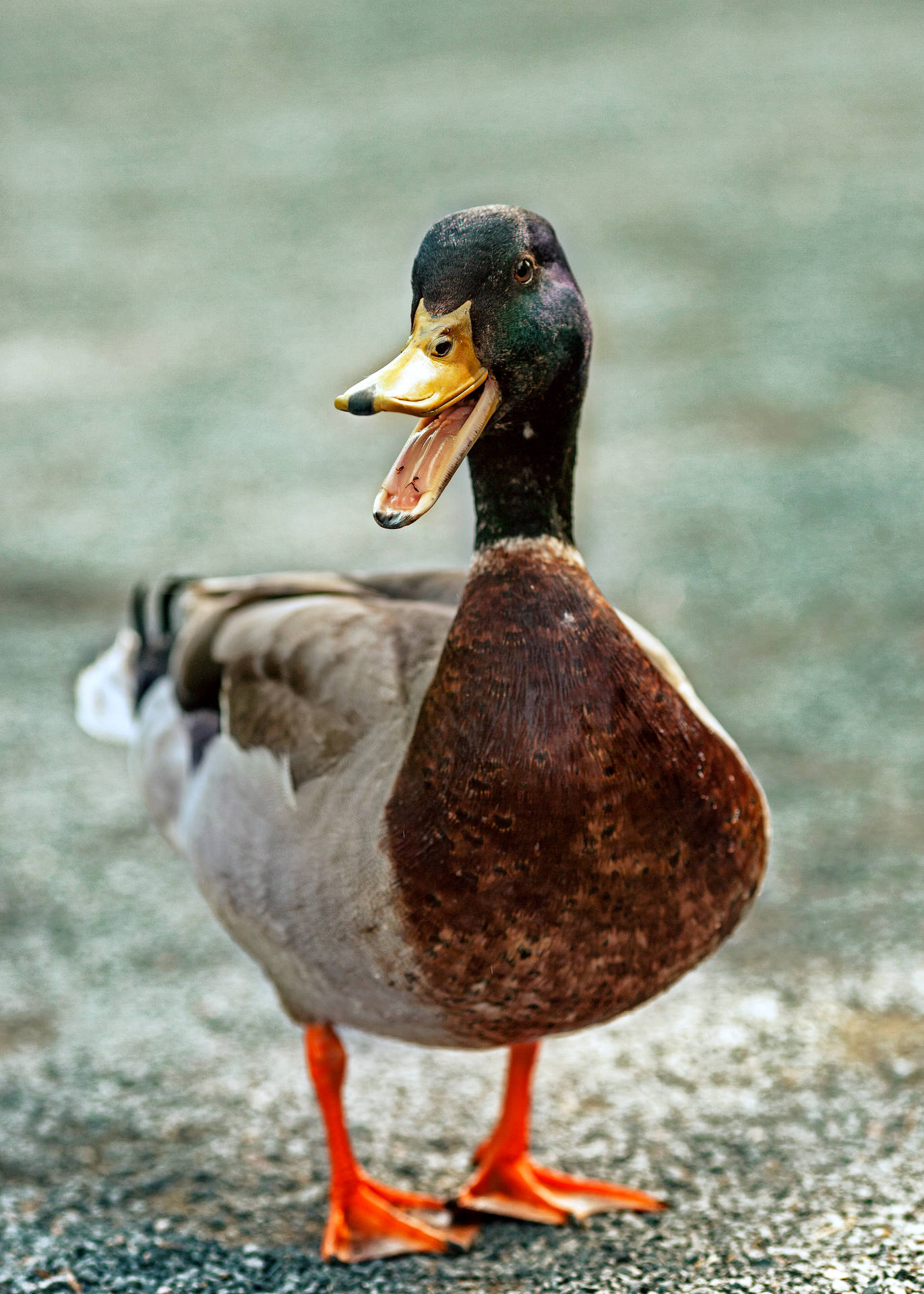 3417X4784 Duck Wallpaper and Background