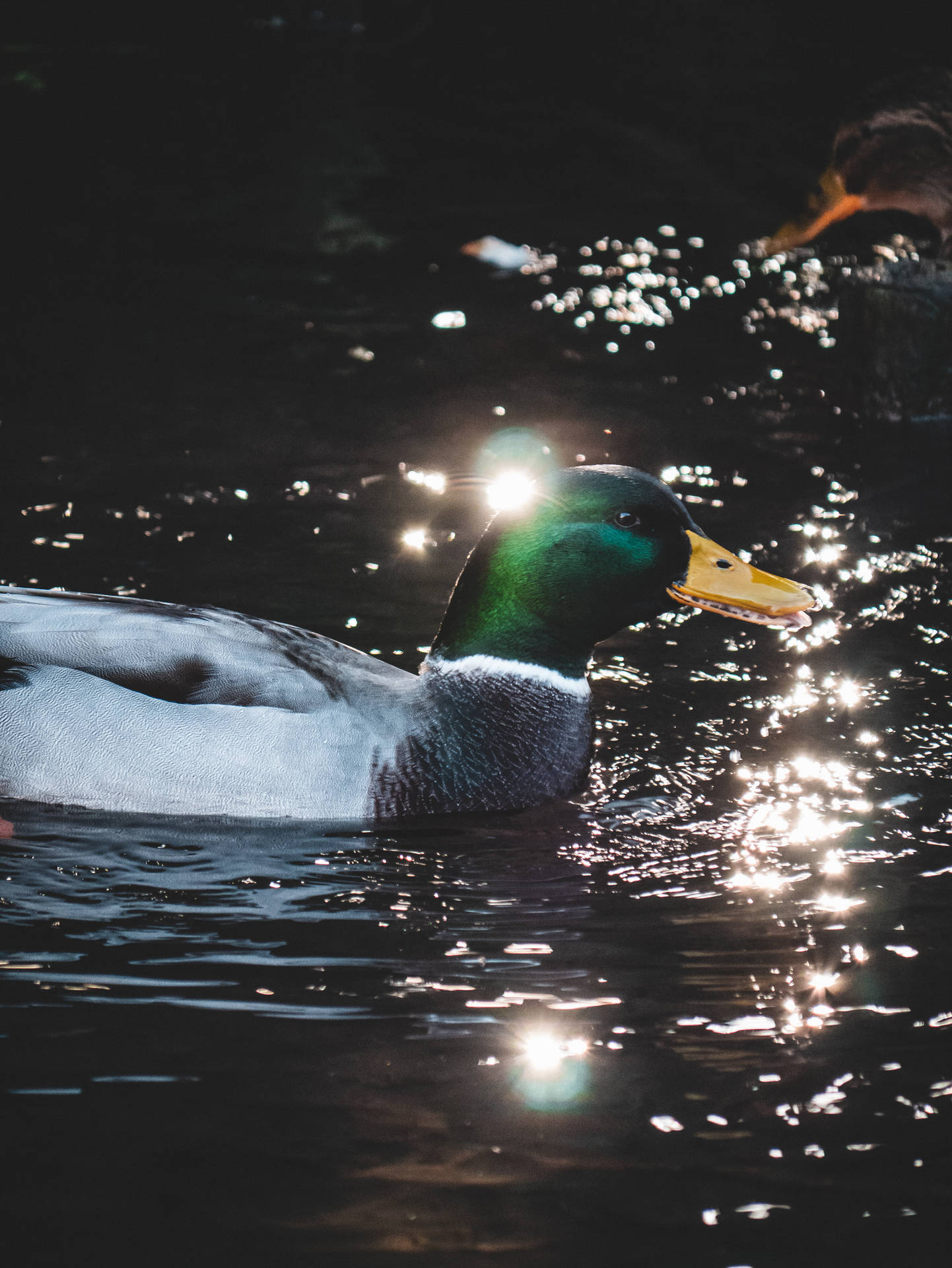 3448X4592 Duck Wallpaper and Background