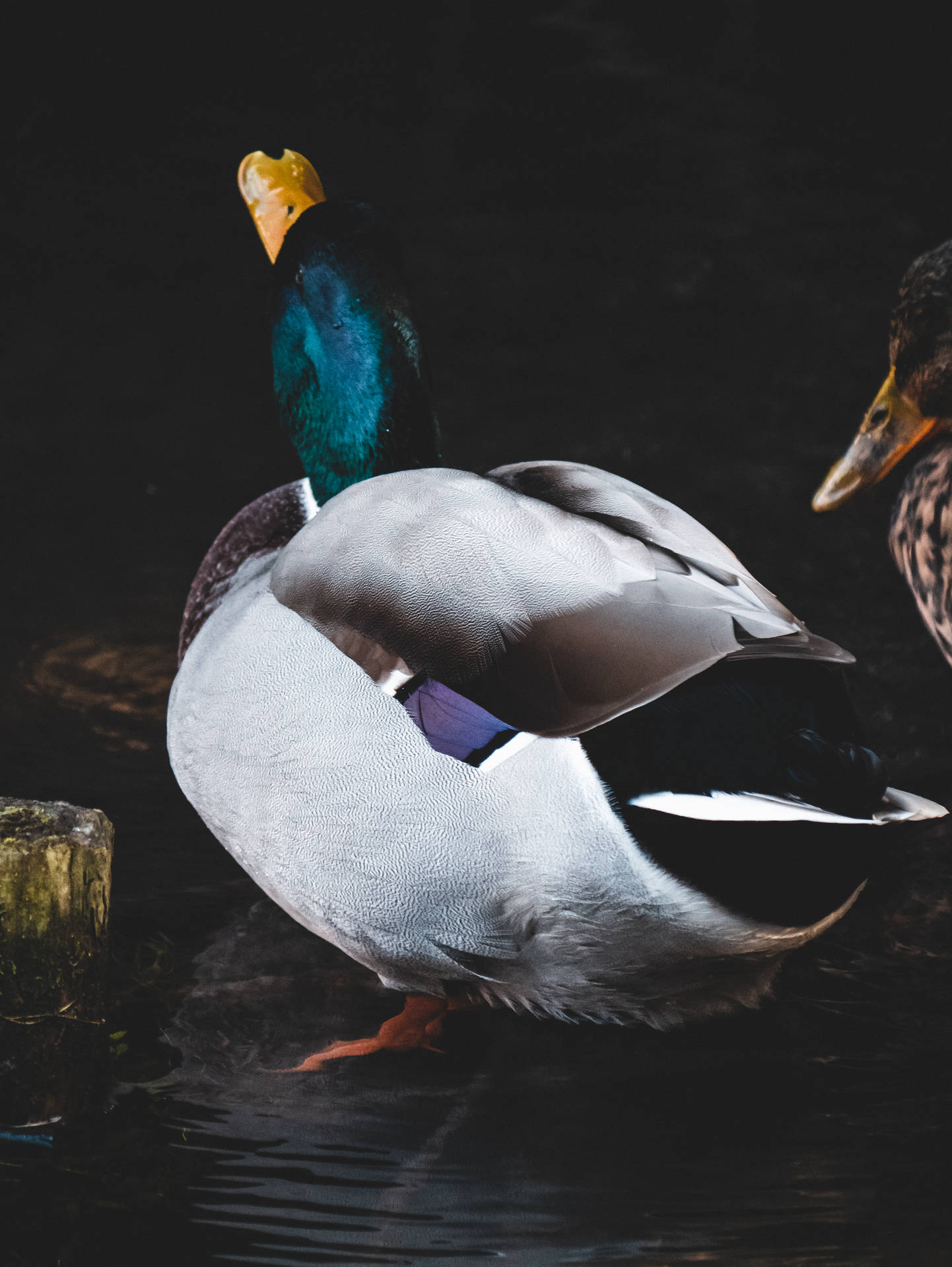 3448X4592 Duck Wallpaper and Background