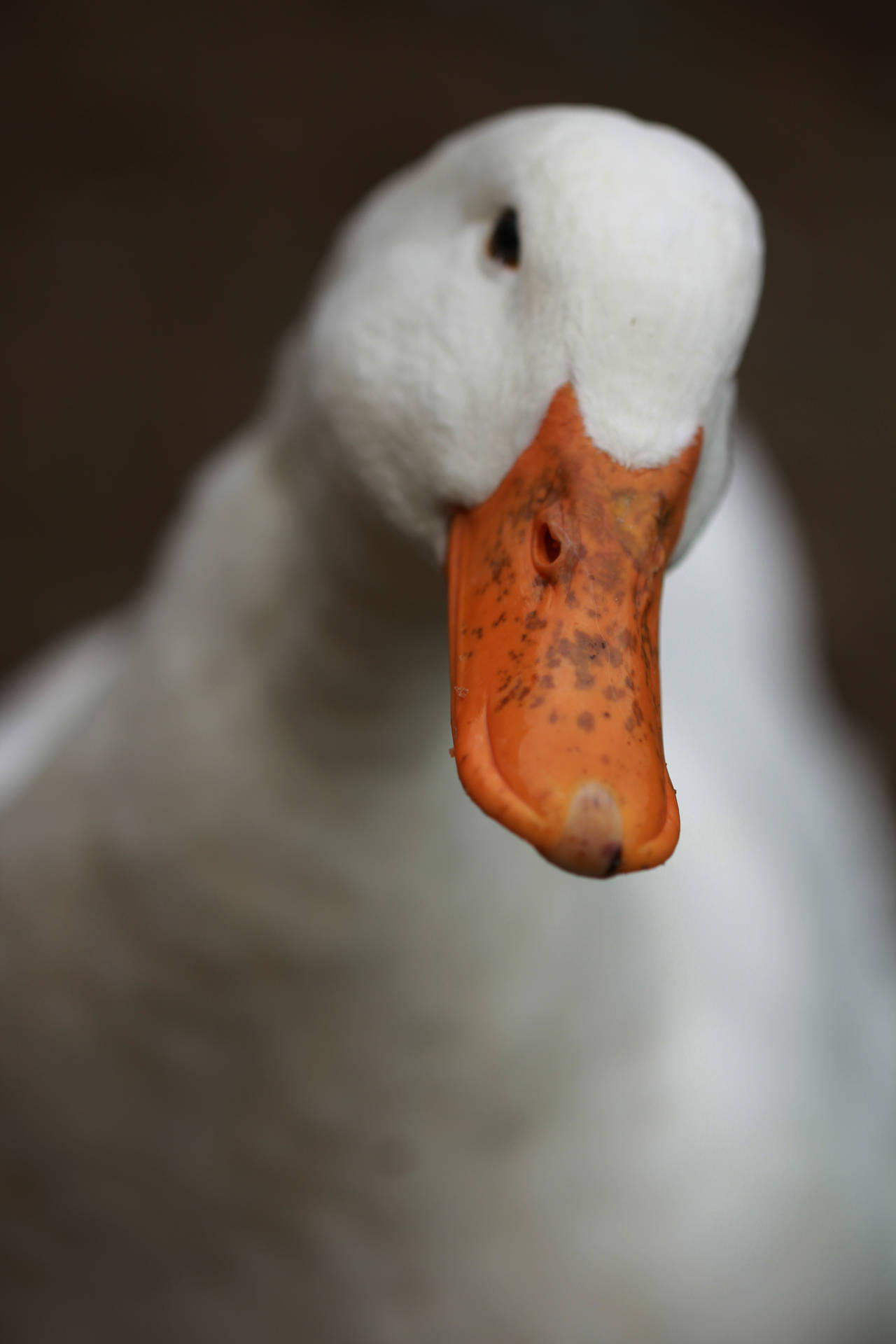 3456X5184 Duck Wallpaper and Background
