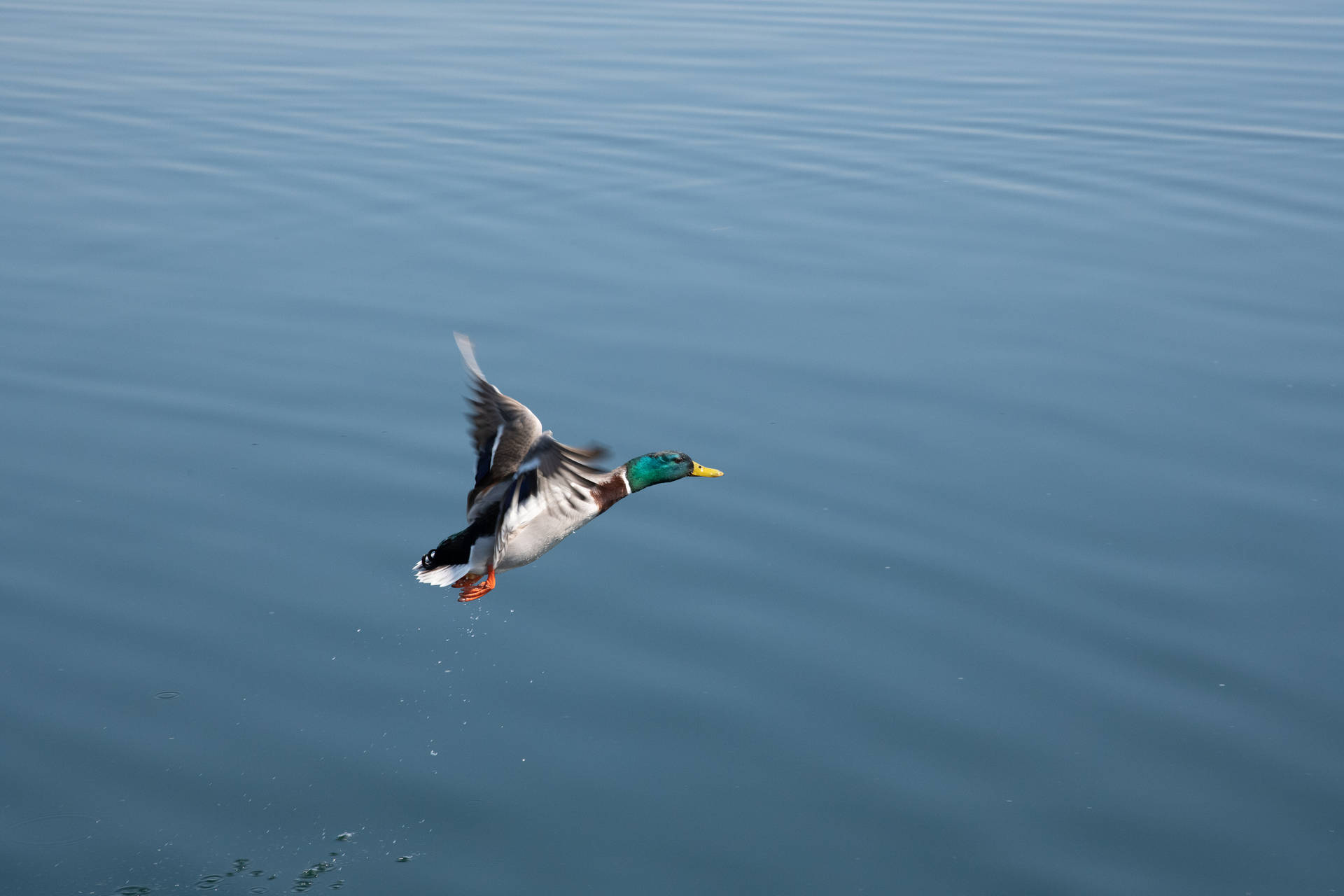 3488X2325 Duck Wallpaper and Background