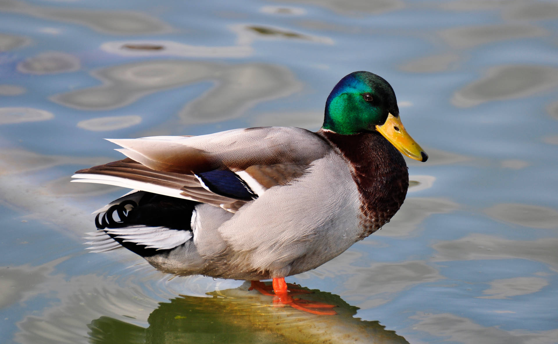 4234X2614 Duck Wallpaper and Background
