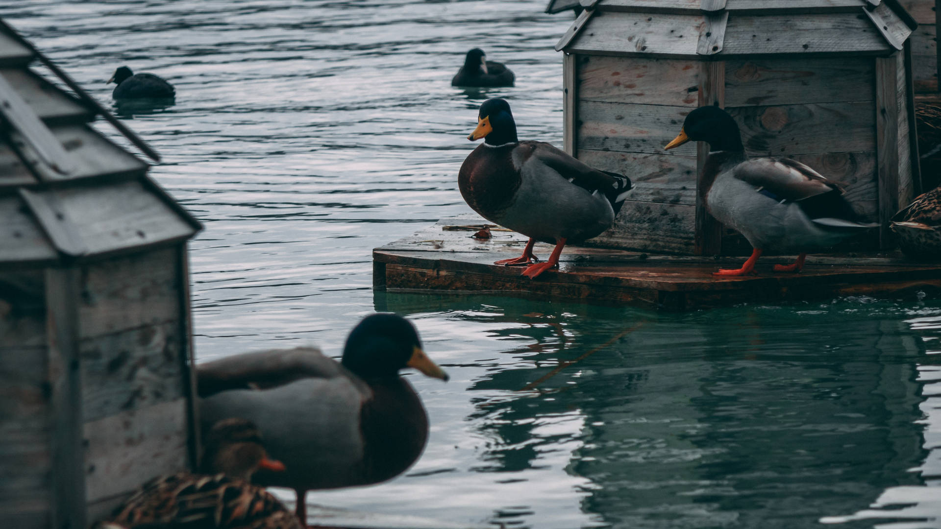 4840X2723 Duck Wallpaper and Background